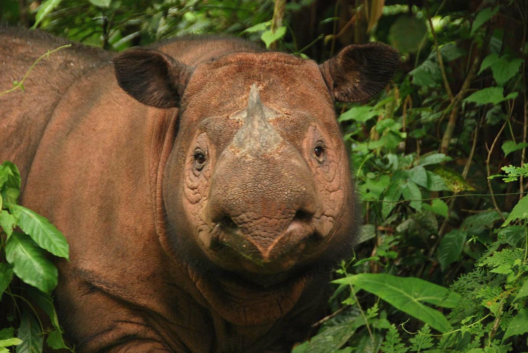 Редкие особи. Суматранский носорог. Суматорскский носорог. Суматранский носорог детеныш. Суматранский двурогий носорог.