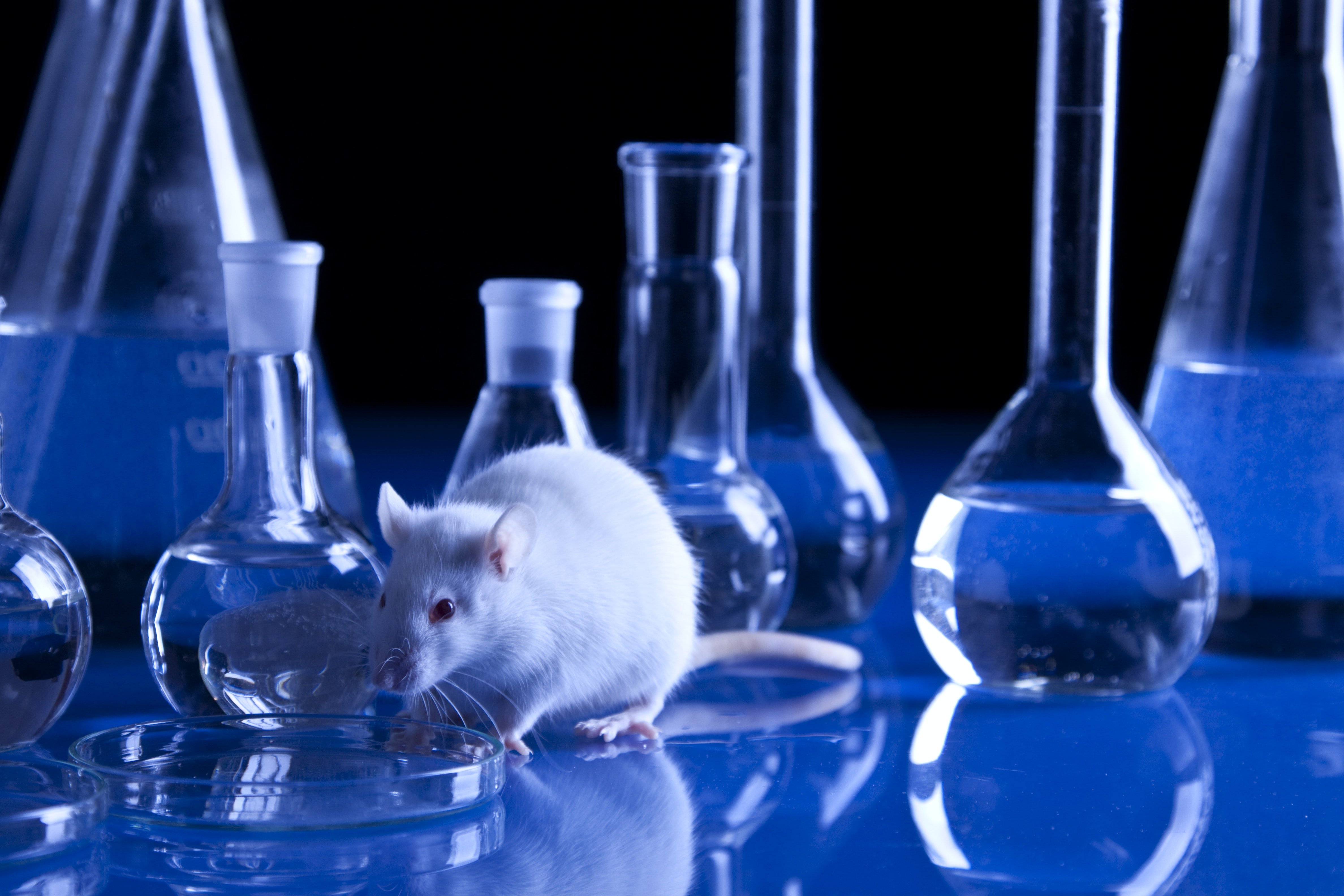 Animal lab. Исследования на мышах. Эксперимент с мышами. Лабораторные животные. Лабораторная крыса.