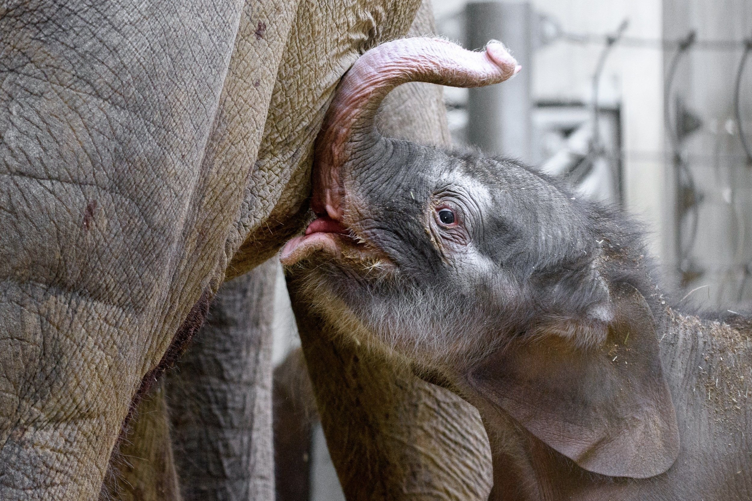 Рождение слоника. Слоненок. Только родившийся Слоненок.