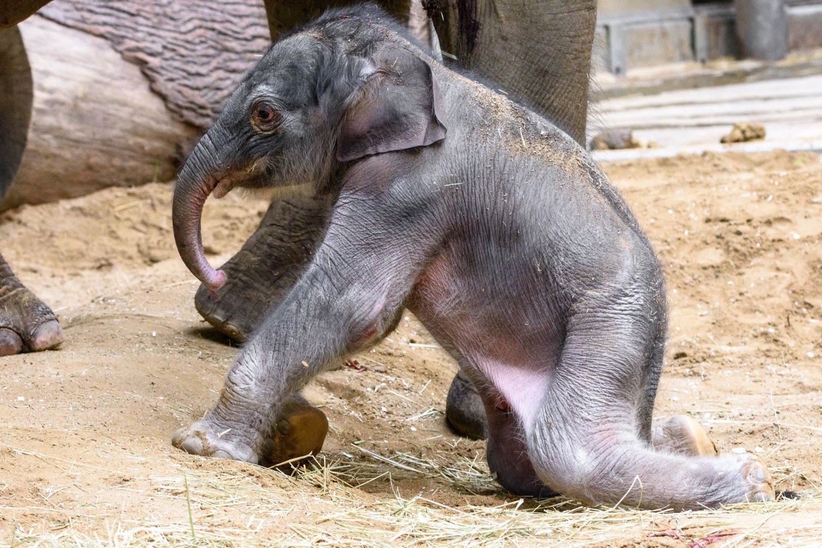 Рождение слоника. Слоненок. Вес новорожденного слоненка.