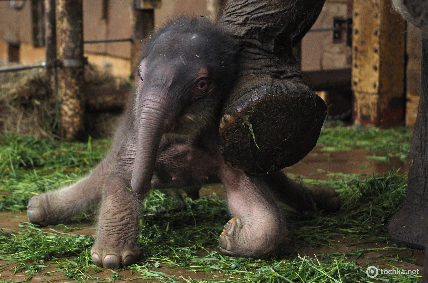 Рождение слоника. Слоненок. Маленький Слоник. Новорожденный Слоненок фото.