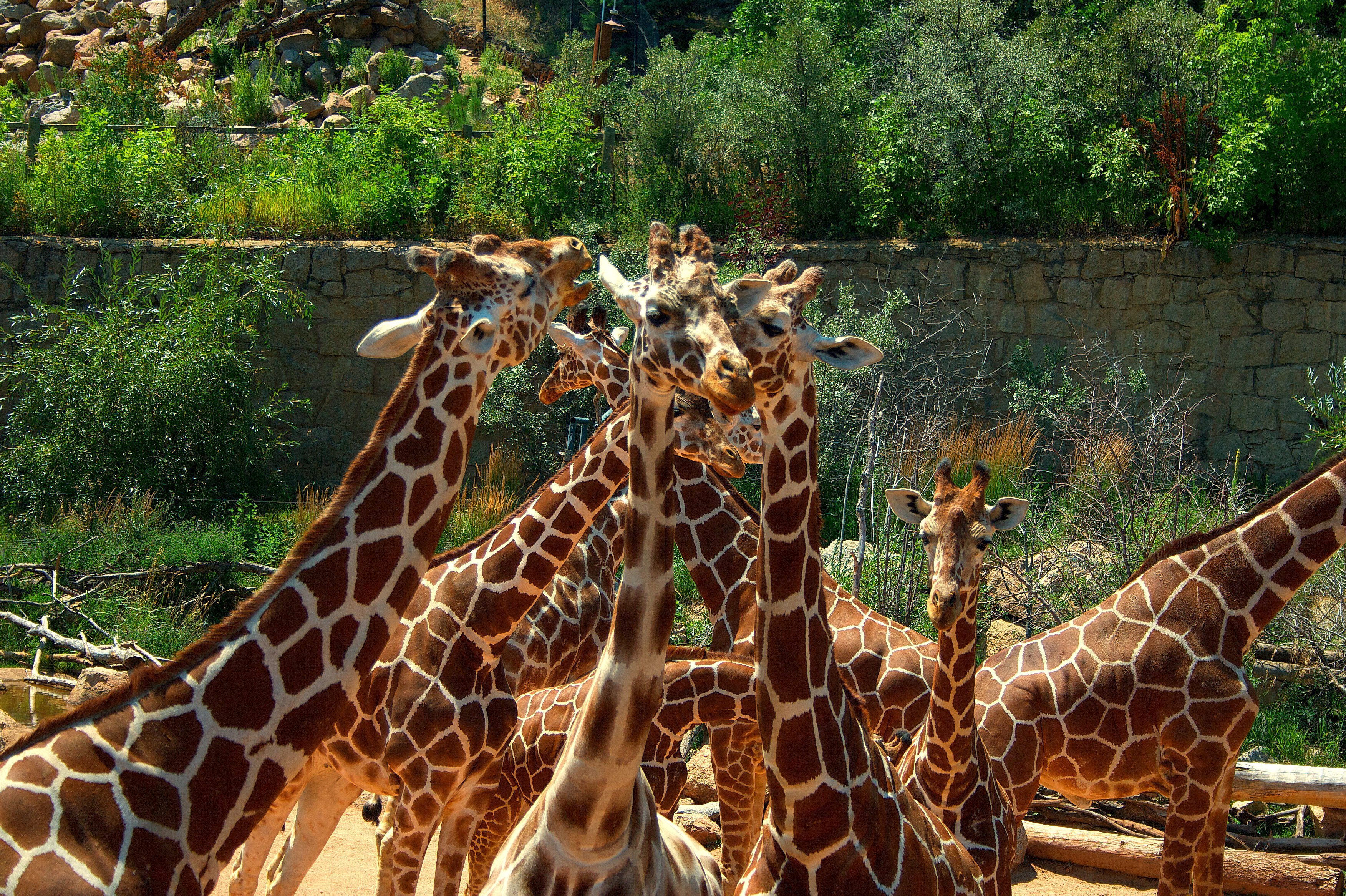 Работа в зоопарке на лето. Джунгли Африки зоопарк. Жираф Фергана зоопарк. Зоопарк Анкара. Жираф в джунглях.