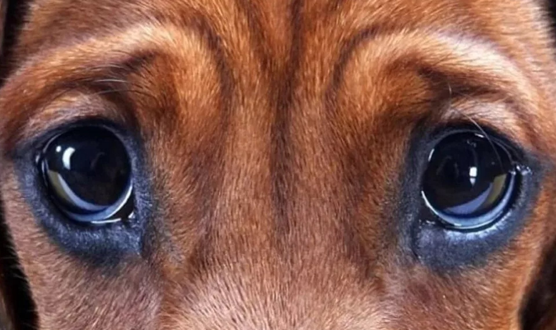 Жалок фото. Глаза собаки. Щенячьи глаза. Собака с грустными глазами. Собака с жалобными глазами.