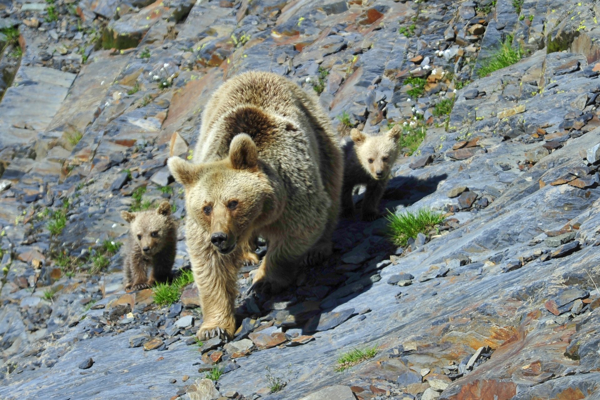 Какие звери встречаются в краснодарском крае. Бурый медведь кавказский заповедник. Национальный парк Приэльбрусье животные. Заповедник Басеги бурый медведь. Кавказский национальный парк «Приэльбрусье».