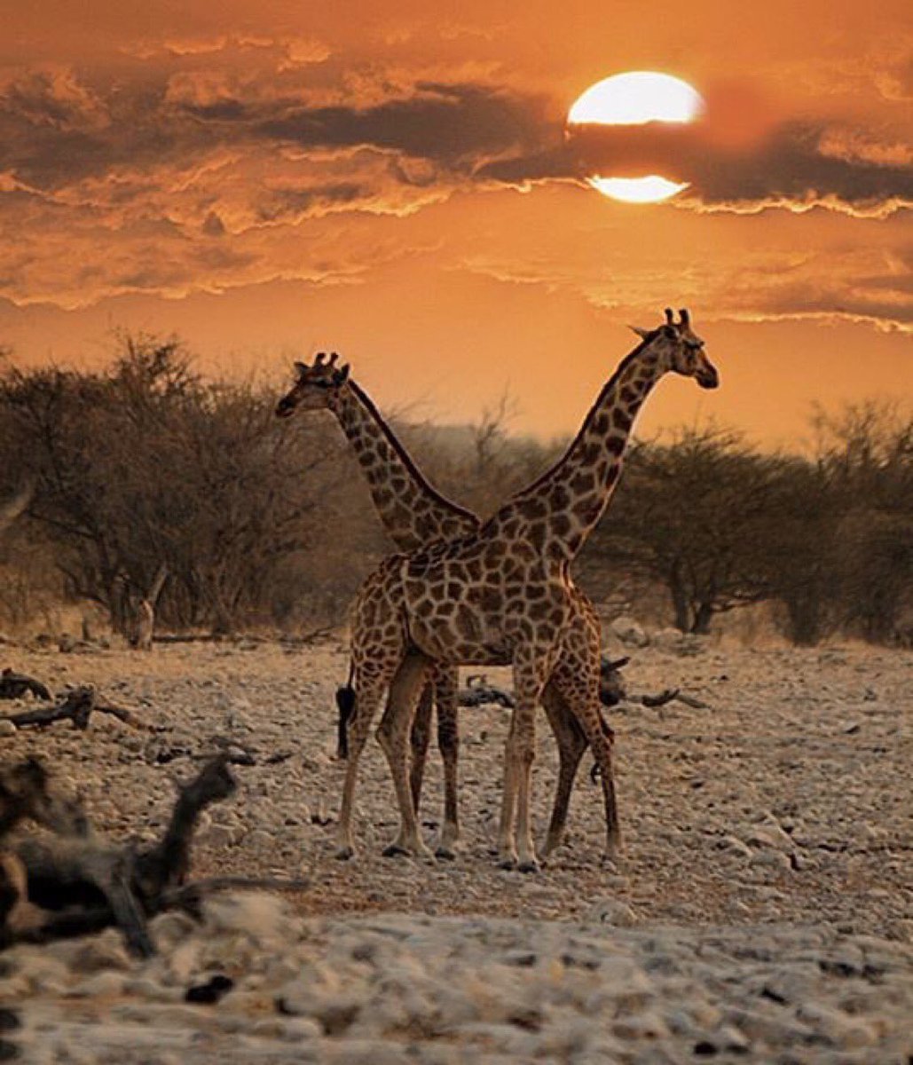 Жираф африканское животное. ЮАР сафари. Саванна сафари. Сафари Африка Жирафы Кения. Жирафы в саванне.