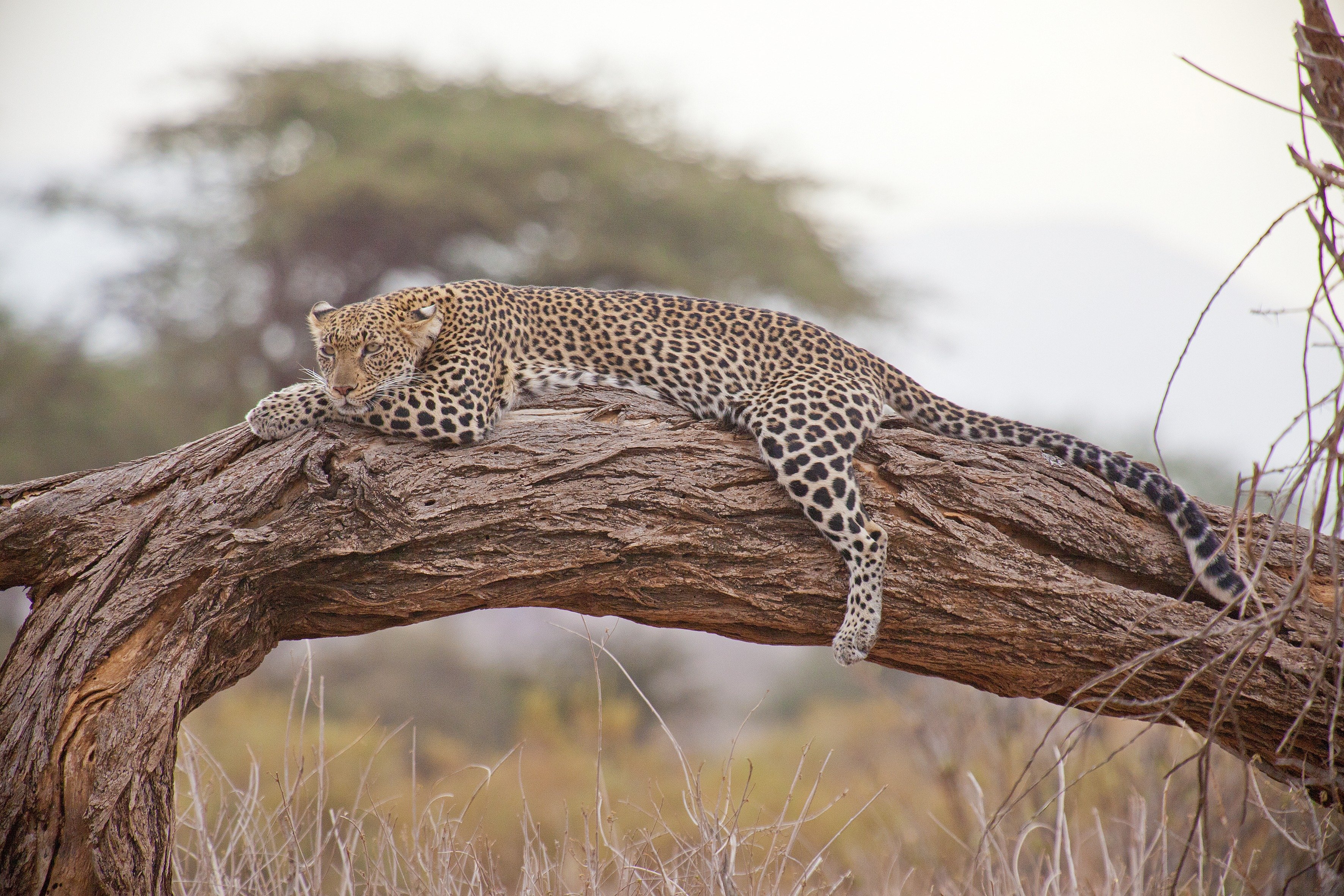 Дикая природа африки. Сафари леопард. Сафари леопард Кения. Леопард в саванне. Саванна Кения леопард.