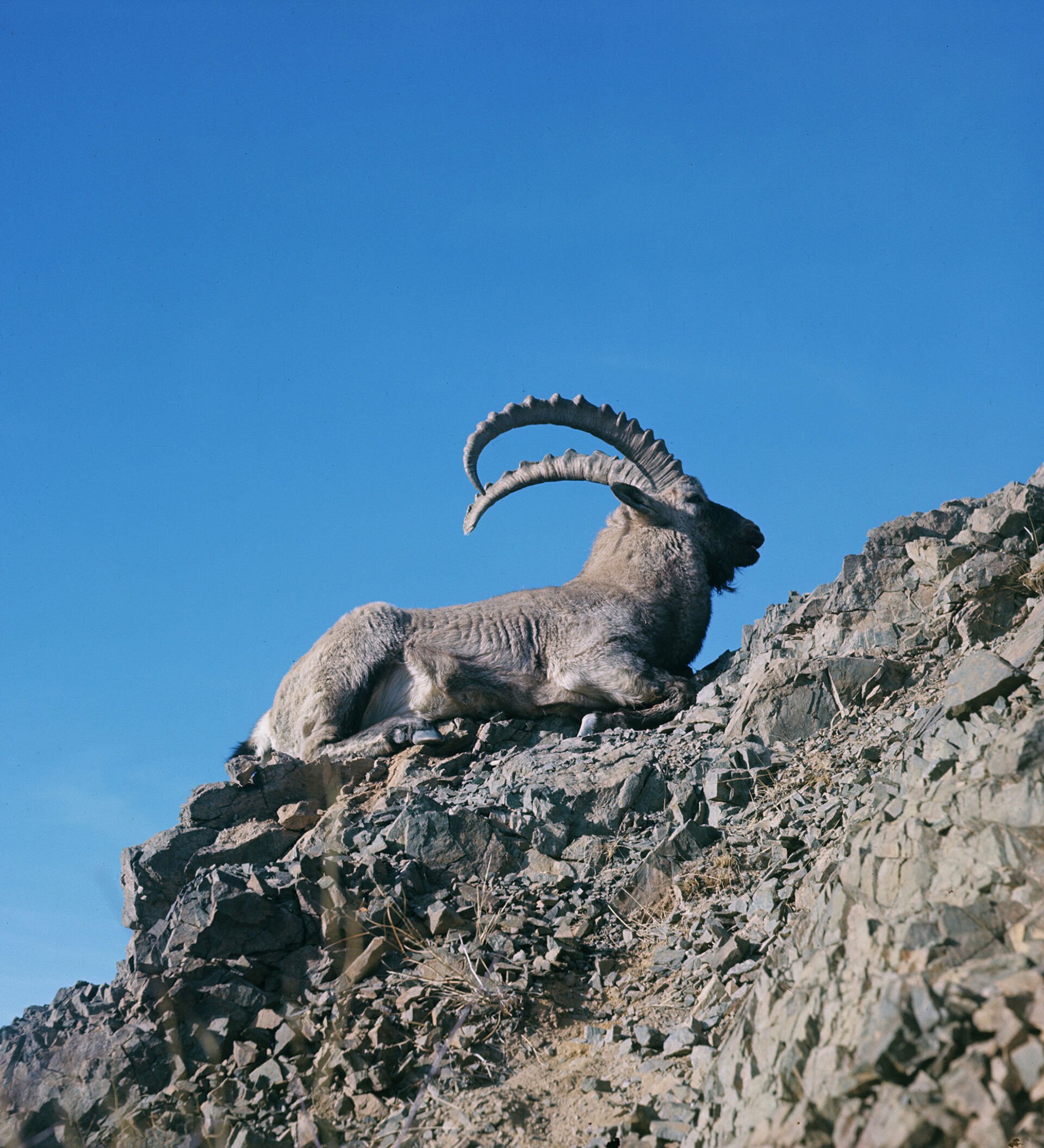 Кавказский безоаровый козёл