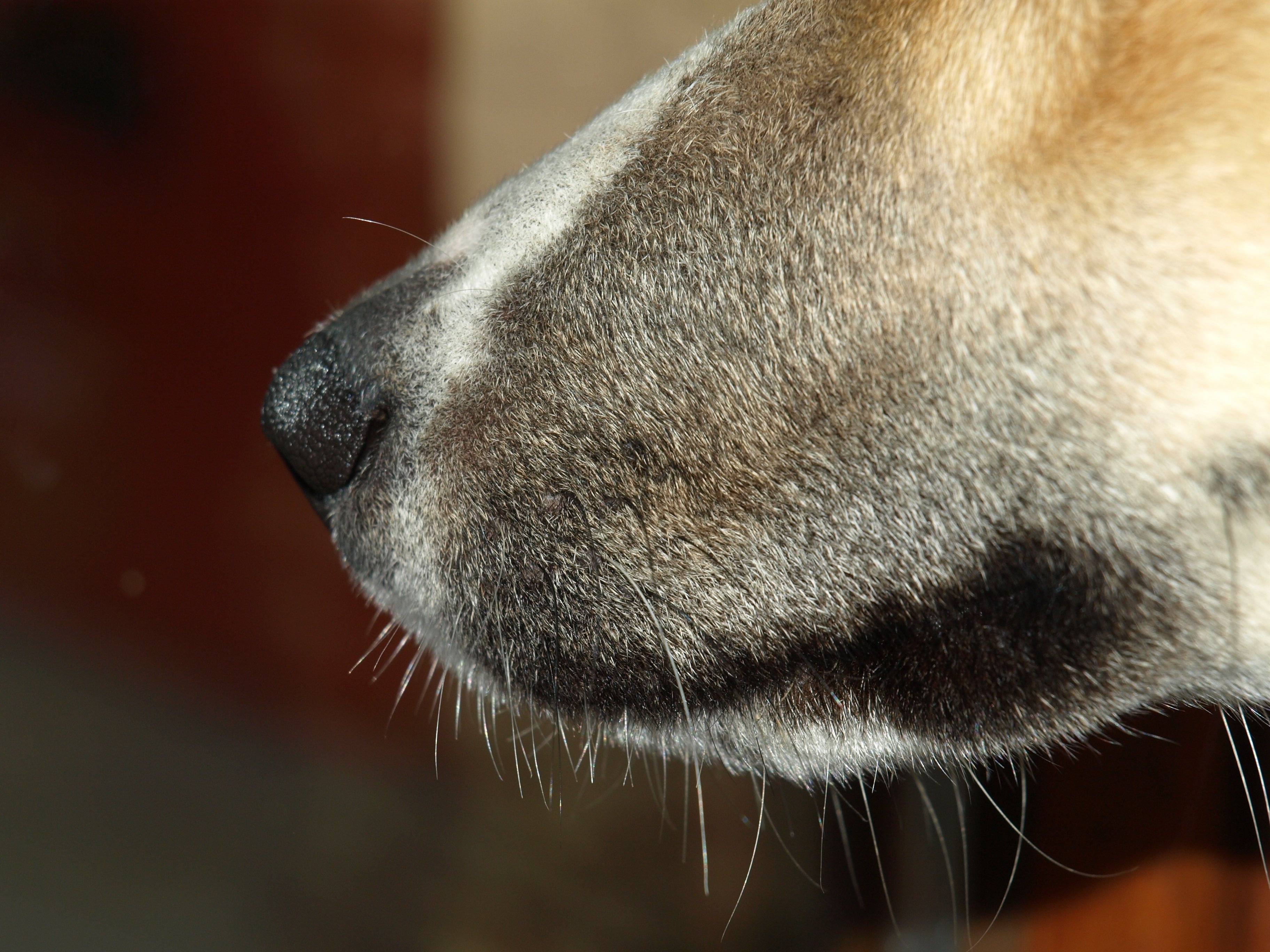 Какой нос у щенка. Носы животных. Нос собаки. Морда собаки. Ноздри млекопитающих.