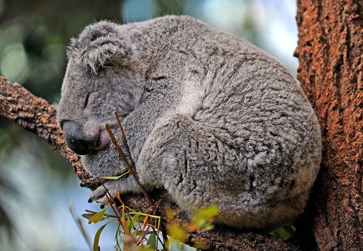 Гиб животное. Эндемики Австралии кенгуру. Эндемики Австралии коала. Палеоэндемики Австралии.