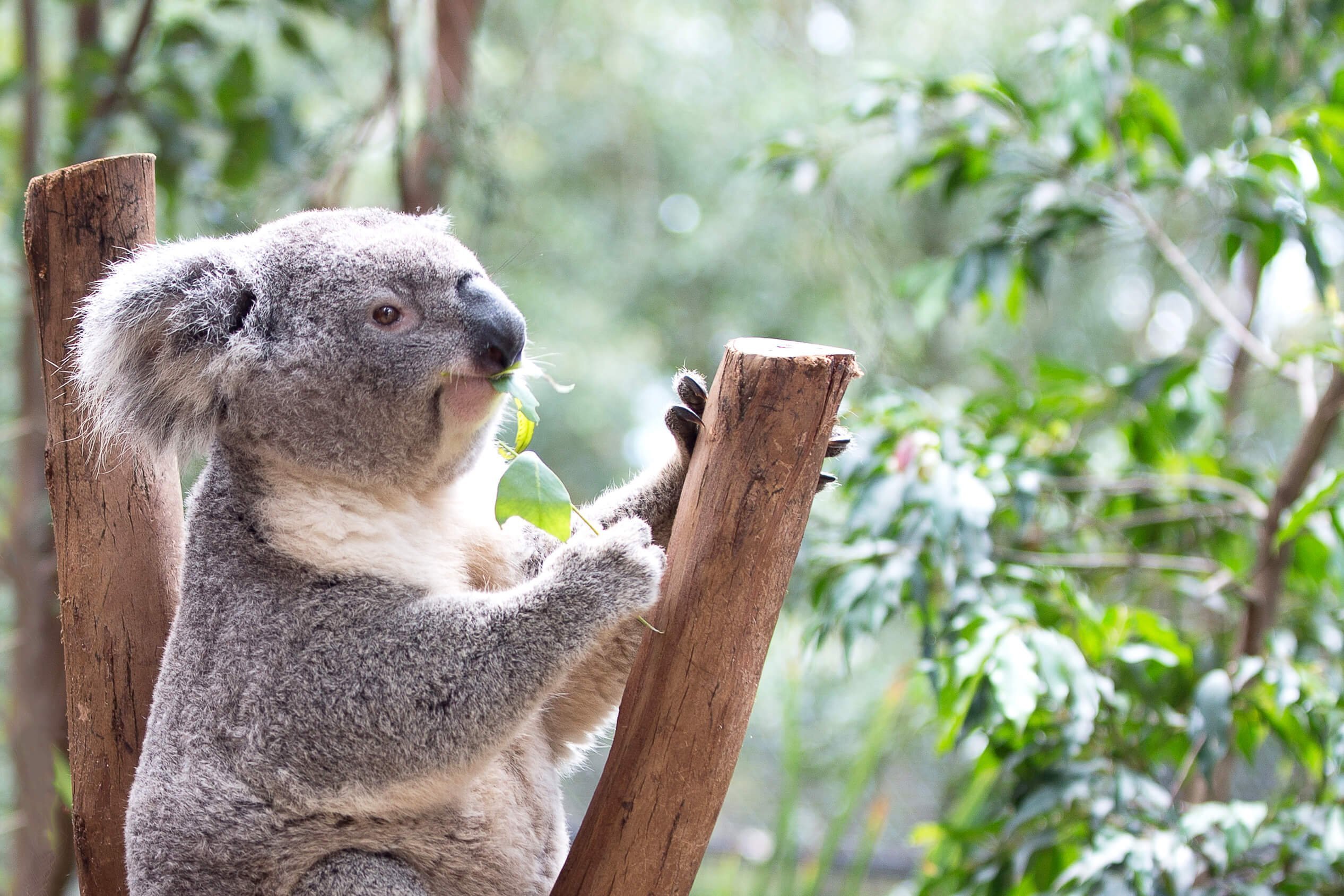 Коала страна. Коала в Австралии. Коуну коала парк Перт. Эвкалипт в Австралии с коалой. Тасмания коала.