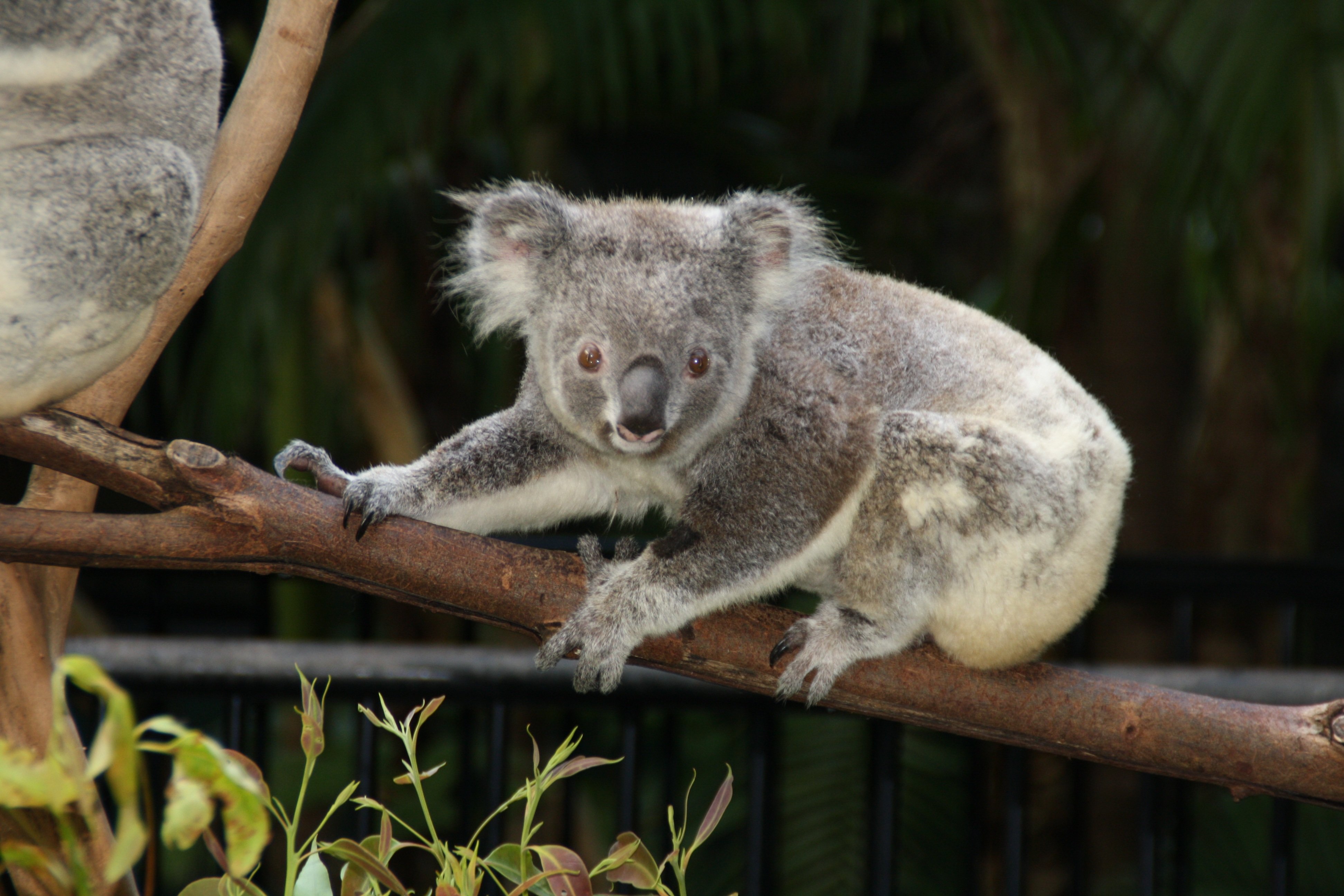 Коала живет в австралии. Коала. Австралийская коала. Коала в зоопарке. Редкие животные Австралии.