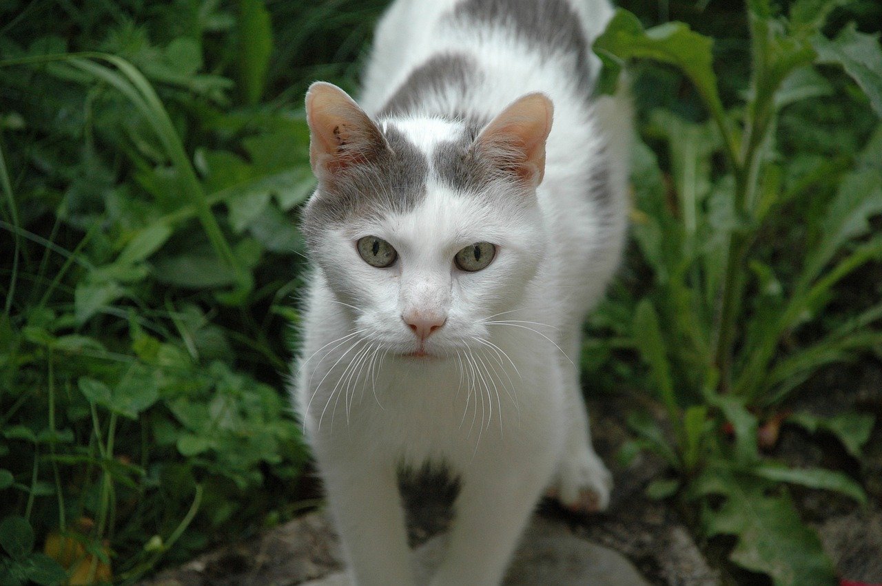 Старая белая кошка. Бело серая кошка. Серо белая кошка. Серо-белый котёнок. Серо белая кошка короткошерстная.