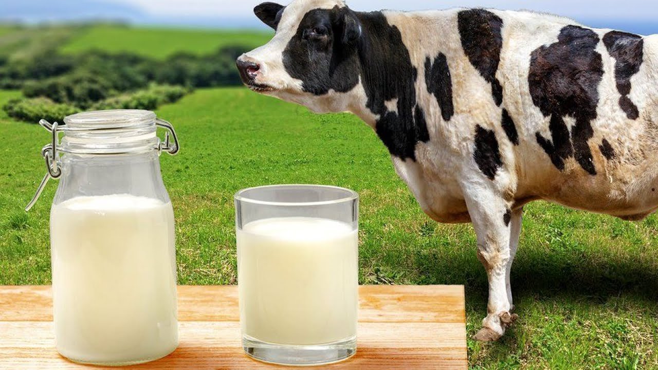 Молоко полученное от коровы 5. Молоко. Корова молоко. Молоко домашнее. Молоко фото.