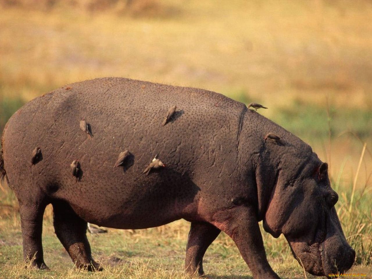 Какое животное самое толстое. Отряд парнокопытные Бегемот. Животные Африки гиппопотам. Бегемот в саванне. Бегемот в Африке гиппопотам.