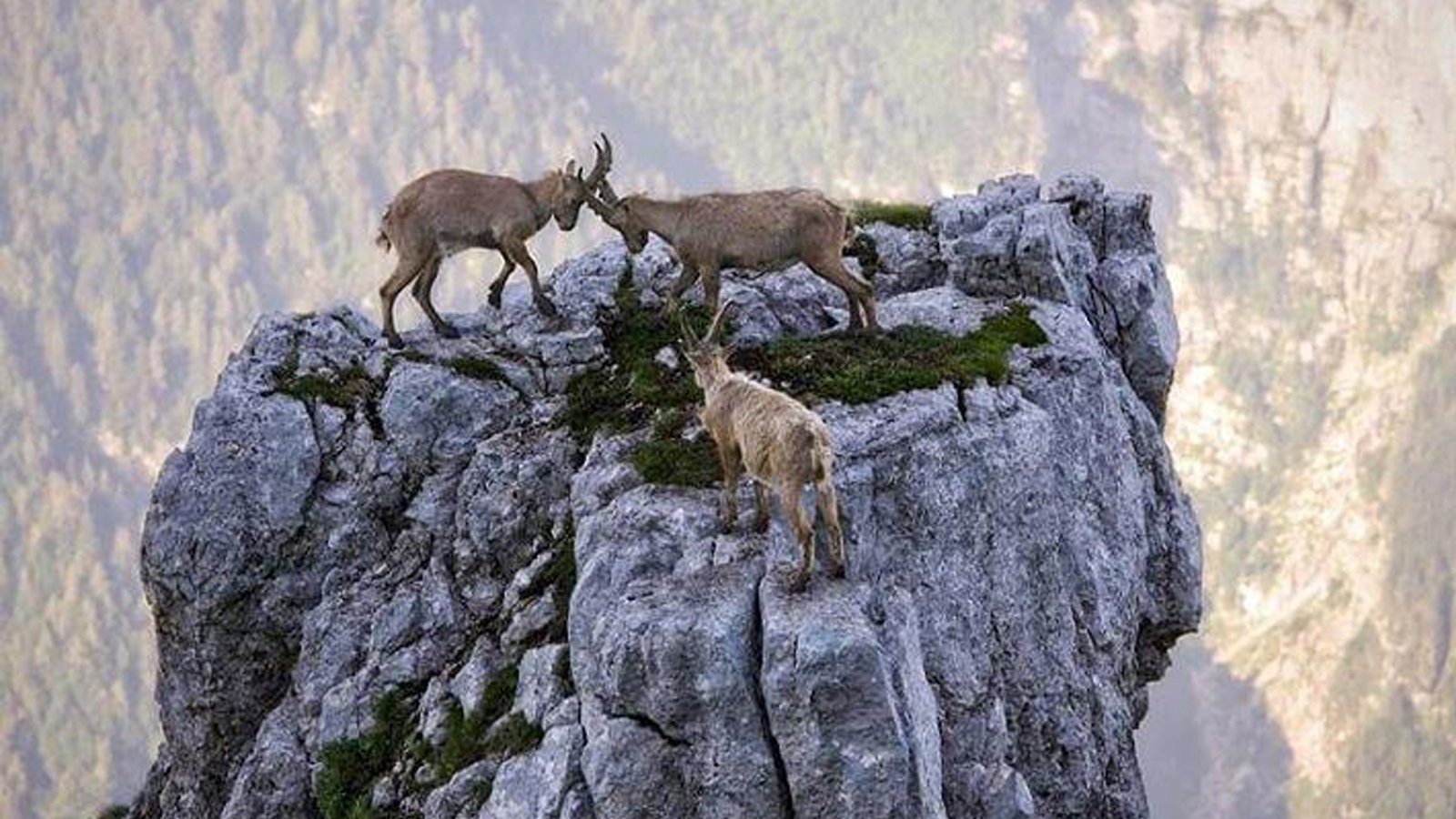 Где живут козлы. Горные козлы на горе Тахталы. Горный козел в горах отвесных. Альпийские Ибексы. Горный козел Тоскана.