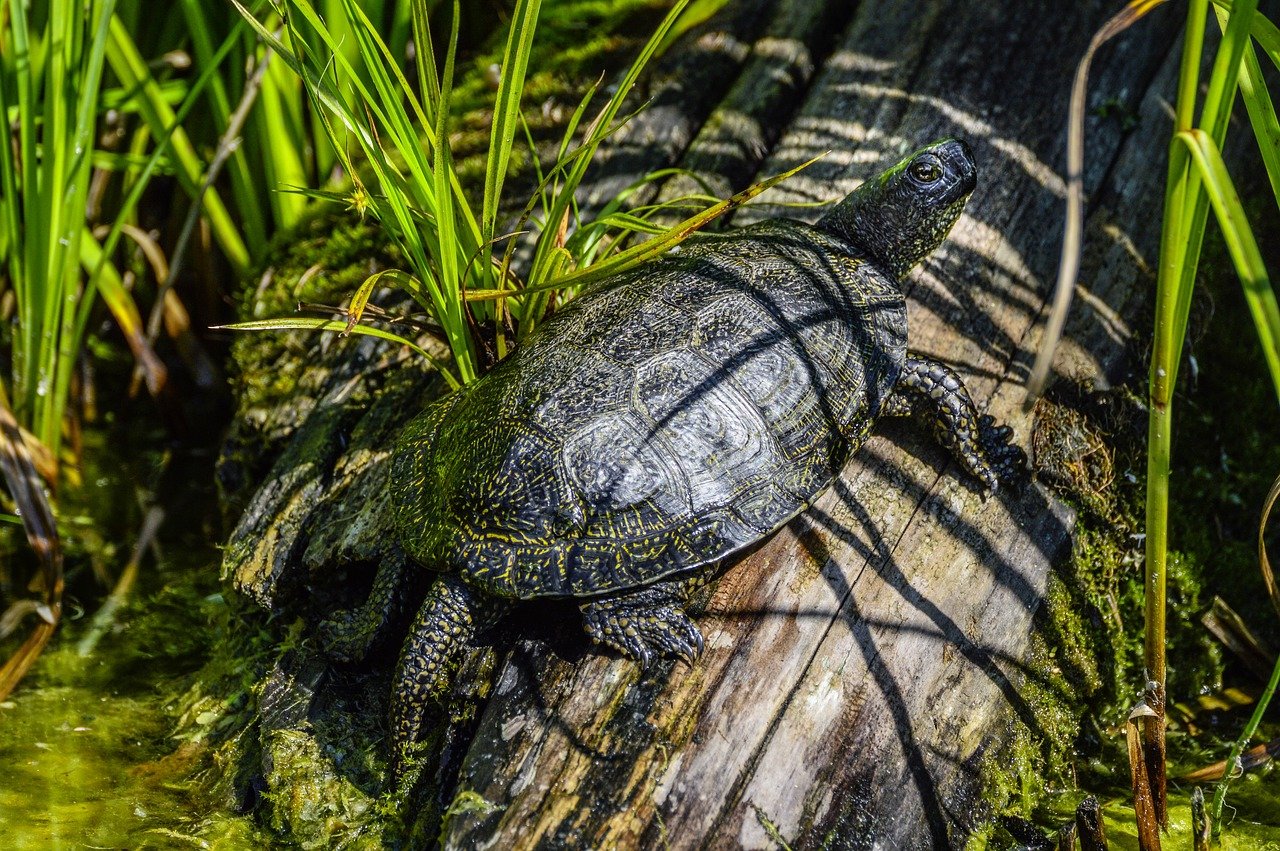 Какие животные пресноводные. Колхидская Болотная черепаха. Европейская Болотная черепаха. Европейская Болотная черепаха (Emys orbicularis). Болотная черепаха Мюленберга.