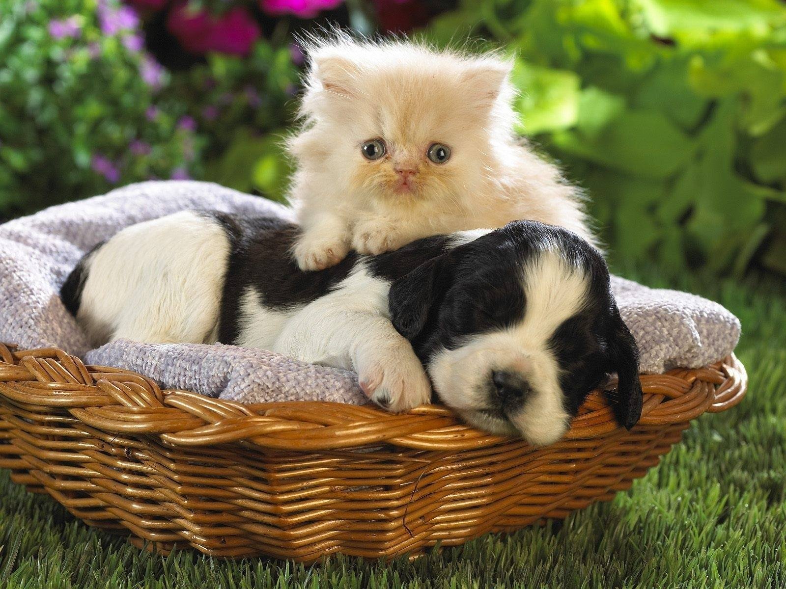 Самые красивые милые животные. Милые домашние животные. Собачки и кошечки. Щенок и котенок. Красивые щенки и котята.