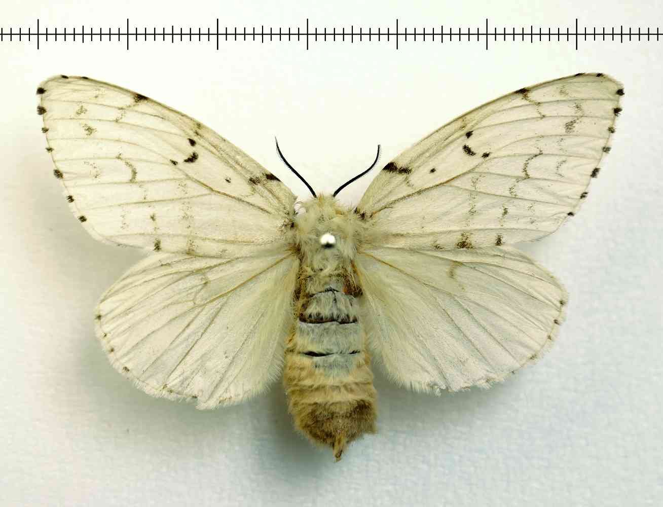 Fleur шелкопряд. Lymantria dispar (Linnaeus, 1758). Непарный тутовый шелкопряд. Шелкопряд непарный шелкопряд. Волнянка непарный шелкопряд.