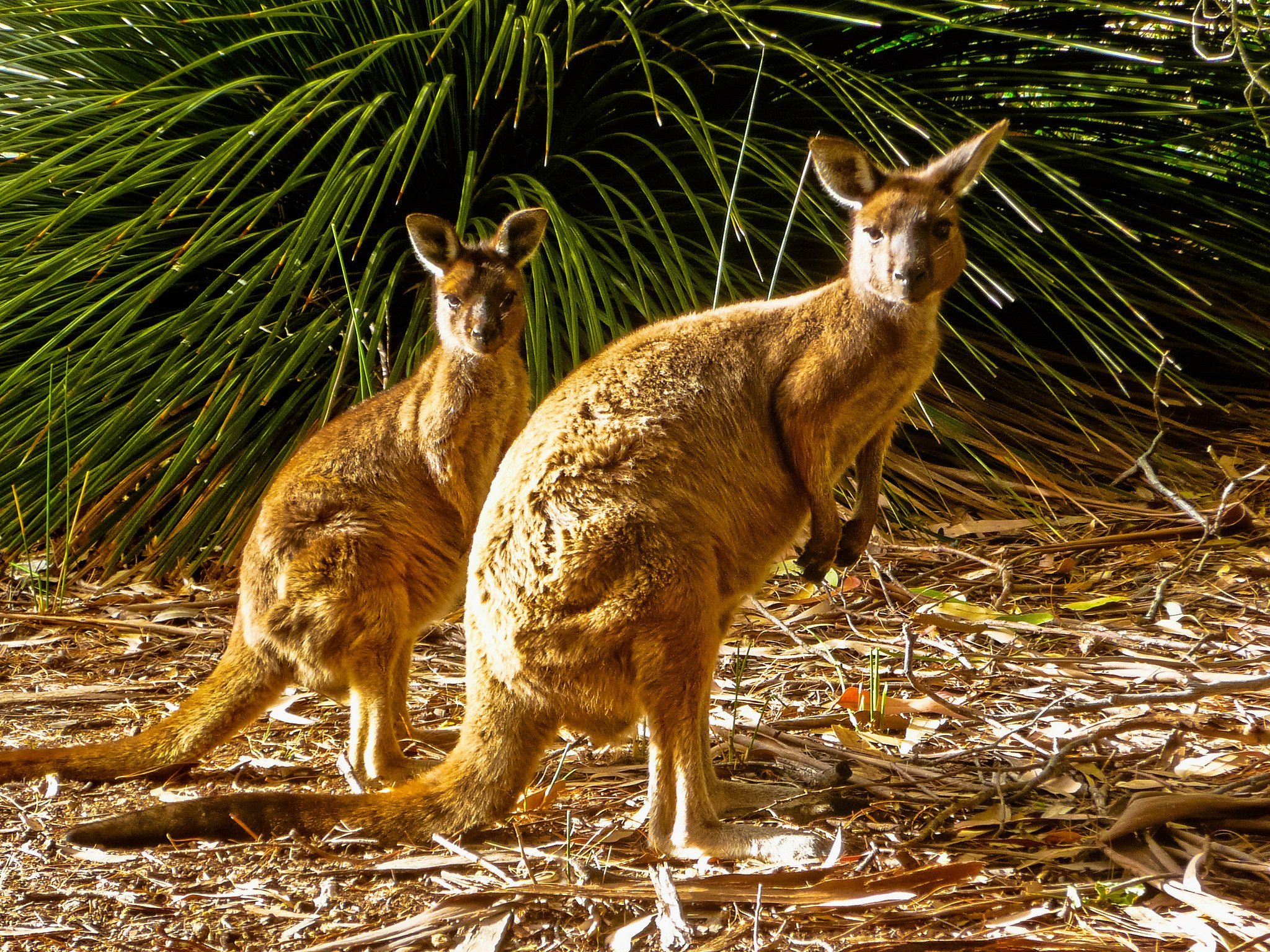 Австралийское животное меняющее внешний вид. Австралия кенгуру и коала. Австралийский кенгуру. Кенгурята в Австралии. Австралийская Саванна с кенгуру.
