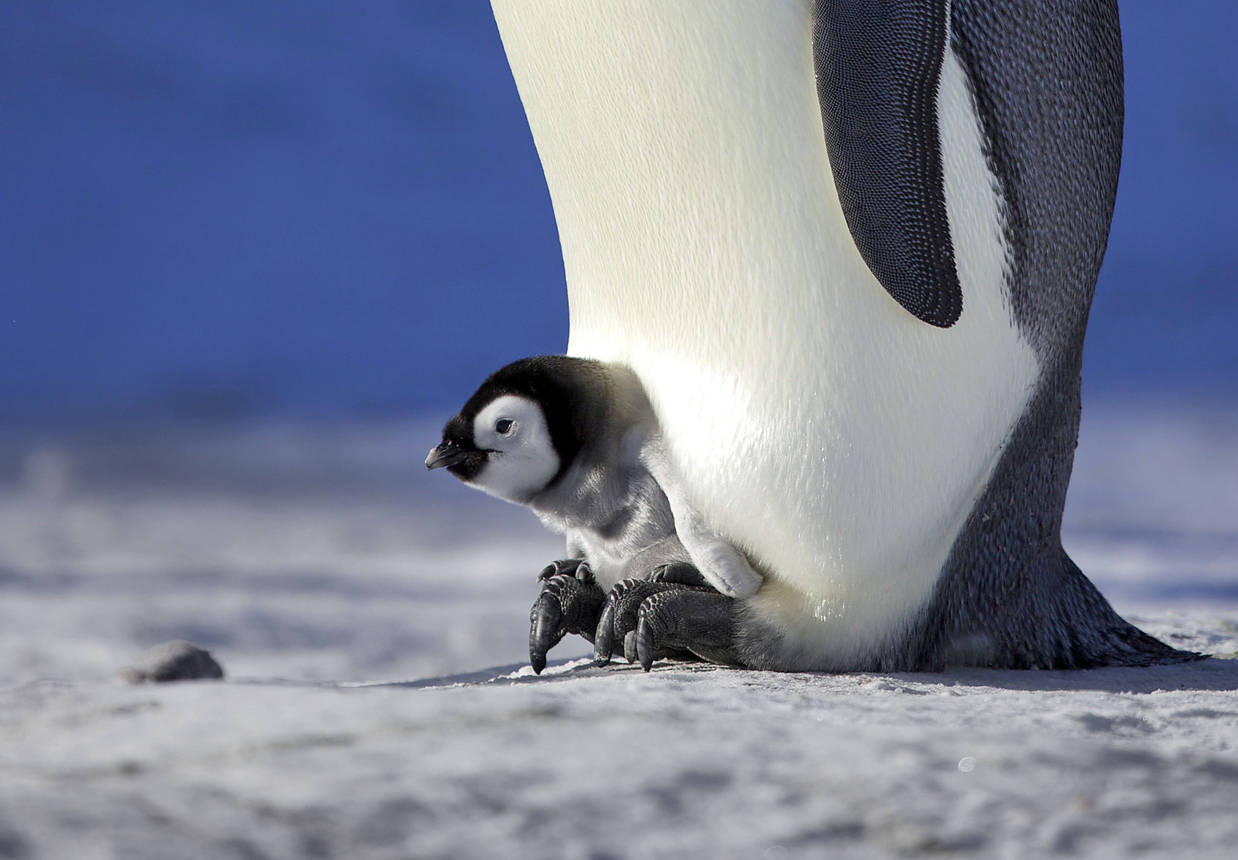 Императорские пингвины живут. Императорский Пингвин в Антарктиде. Птенец Императорского пингвина. Императорский Пингвин детеныш. Пингвины в Антарктиде.