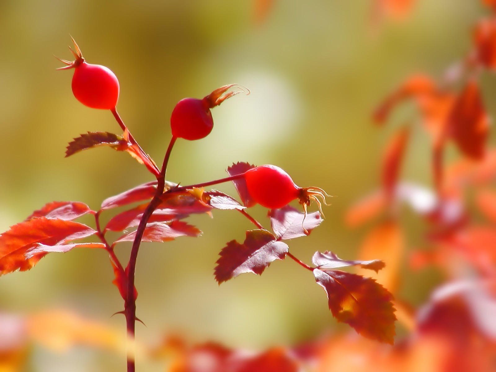 Осенние цветы природа. Шиповник багряный. Осенние растения. Осенние цветы.