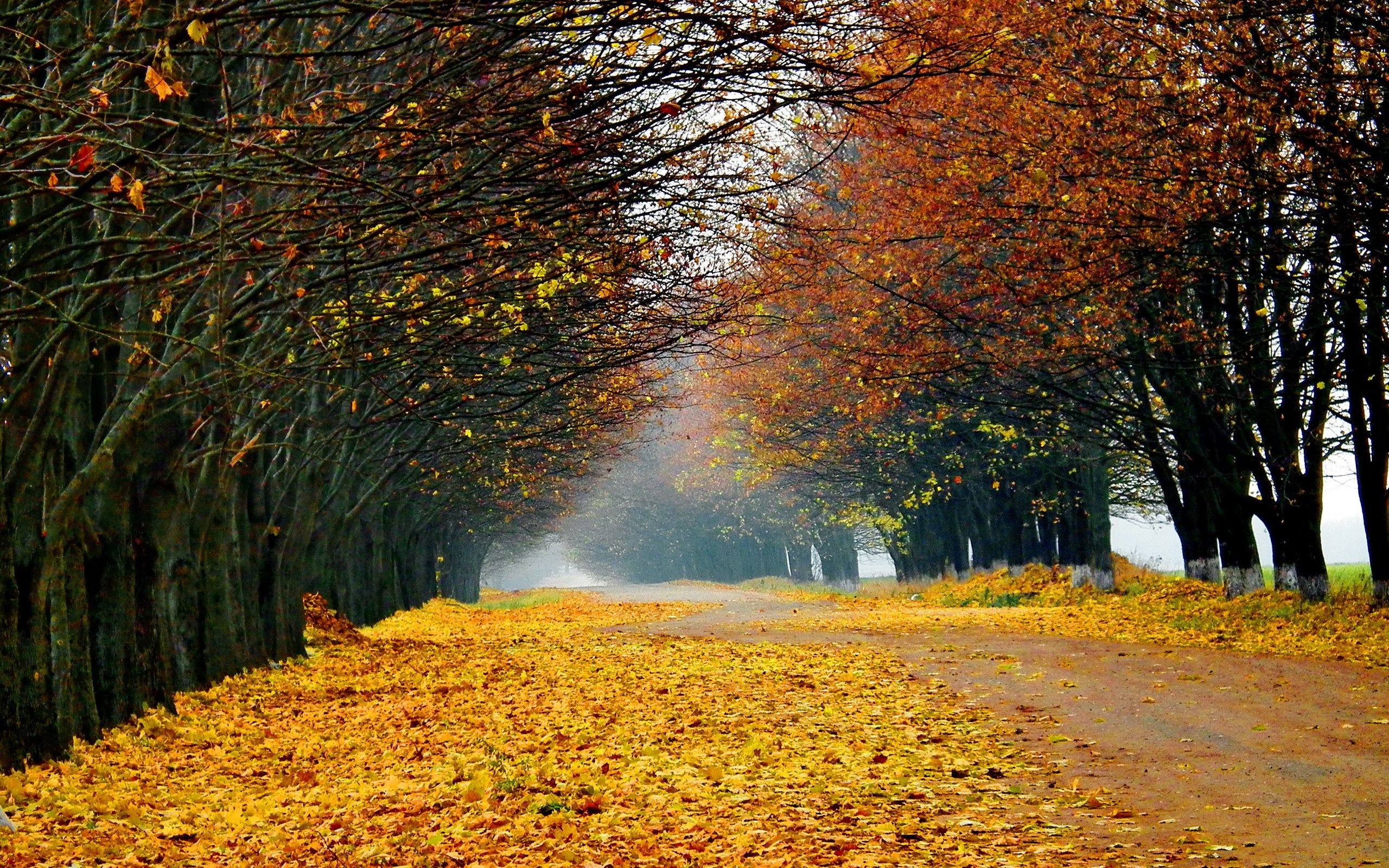 Осень картинки. Поздней осенней порой Михаил Гулько. Осень. Красивая осень. Поздняя осень.