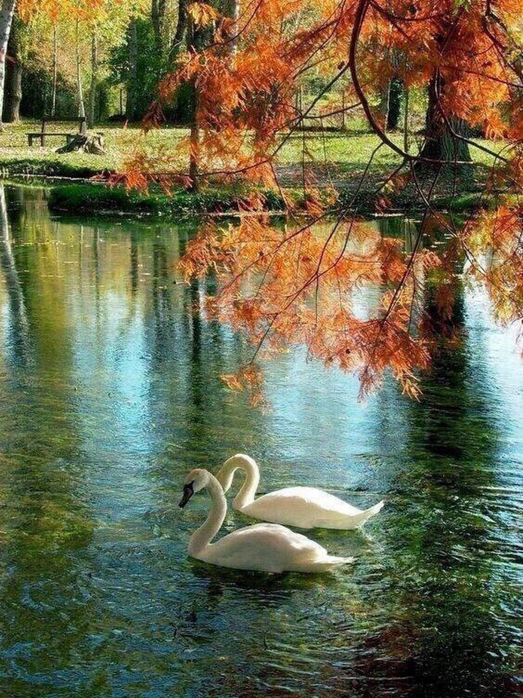 Добрый пейзаж. Екатерининский парк осень озеро лебеди. Пейзаж с лебедями. Лебеди осенью. Осенний пруд.