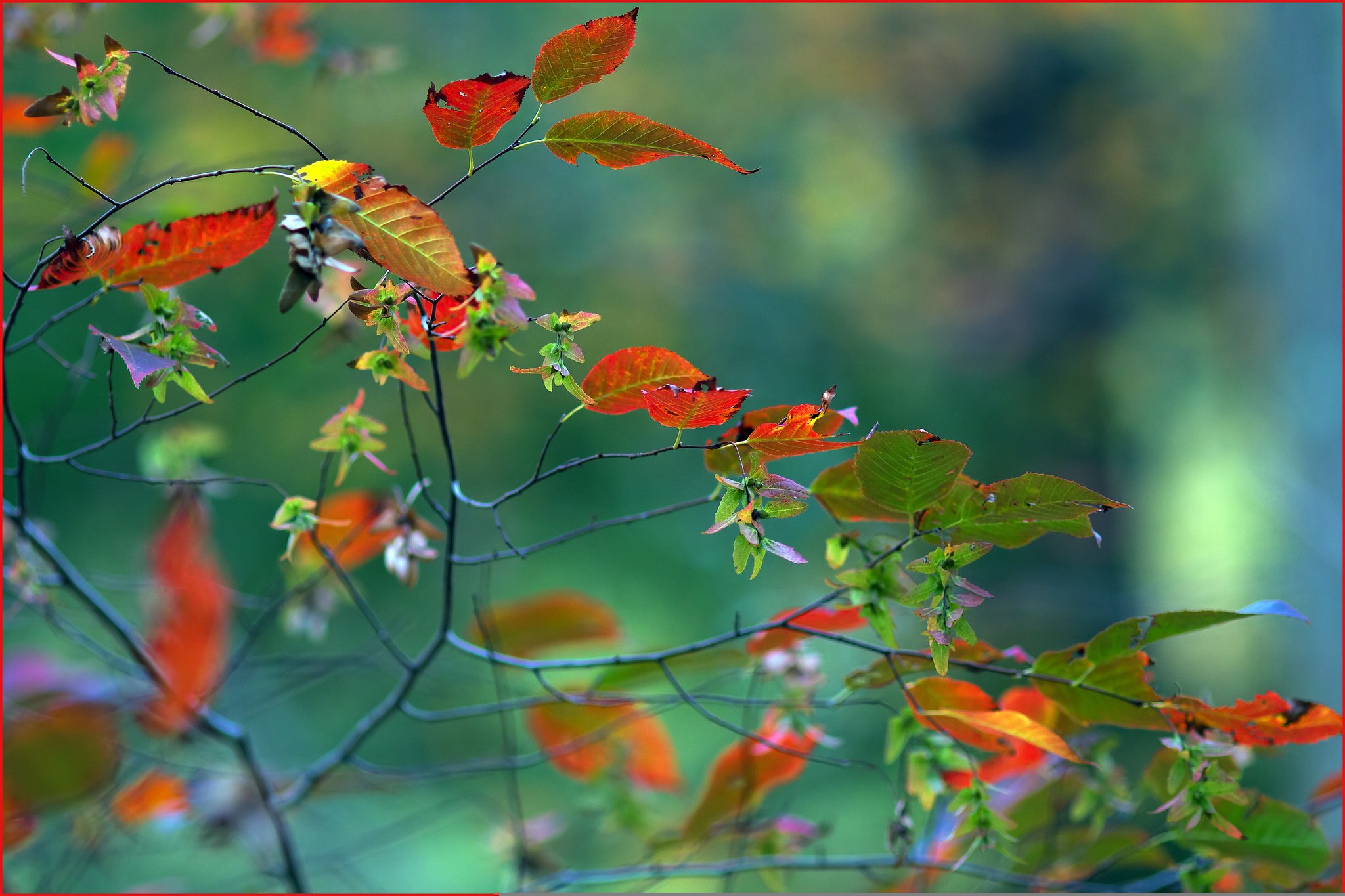 Осенние дождики вовсе не похожи впр 6. Осень дождь. Красивая осень. Природа листья. Осень листья.
