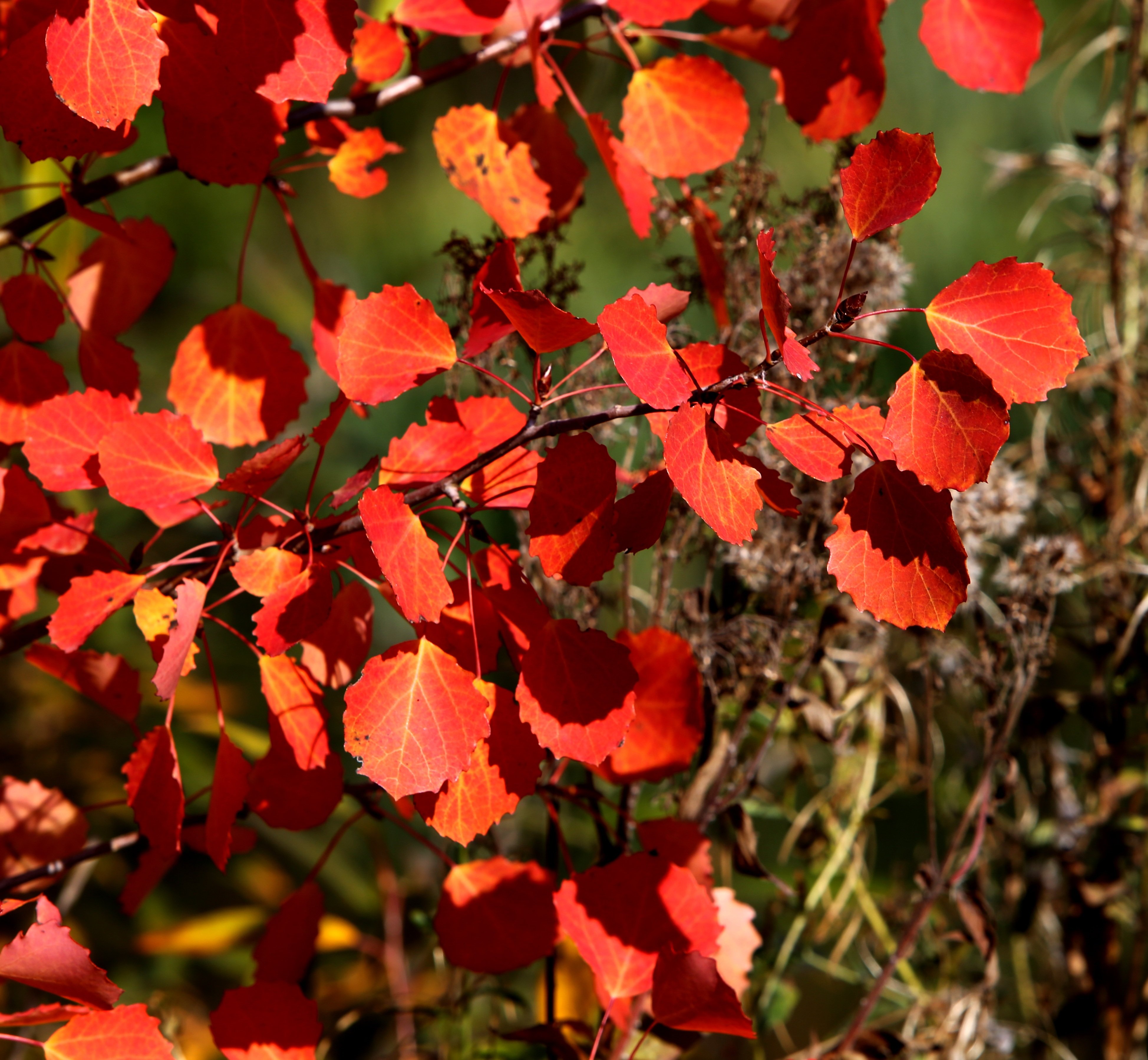 Фото листьев кустов с названиями. Барбарис с красными листьями. Кустарник с красными листьями Буш. Осенний куст. Куст с красными листочками.