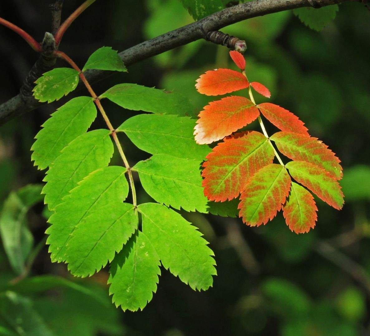 Рябина обыкновенная листья