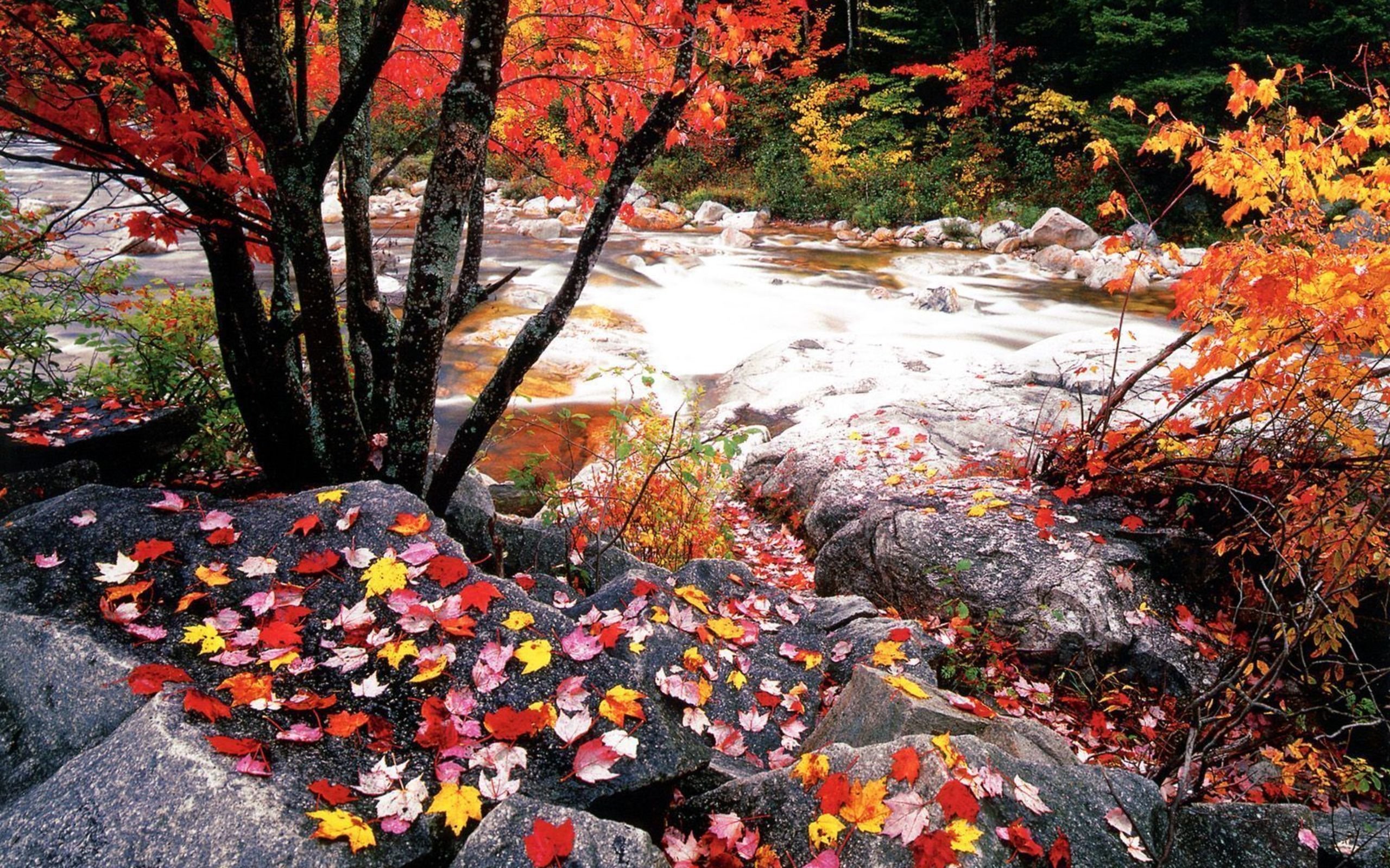 Природа в ноябре. Ноябрь природа. Красота поздней осени. Природа поздняя осень. Ноябрь красота природы.