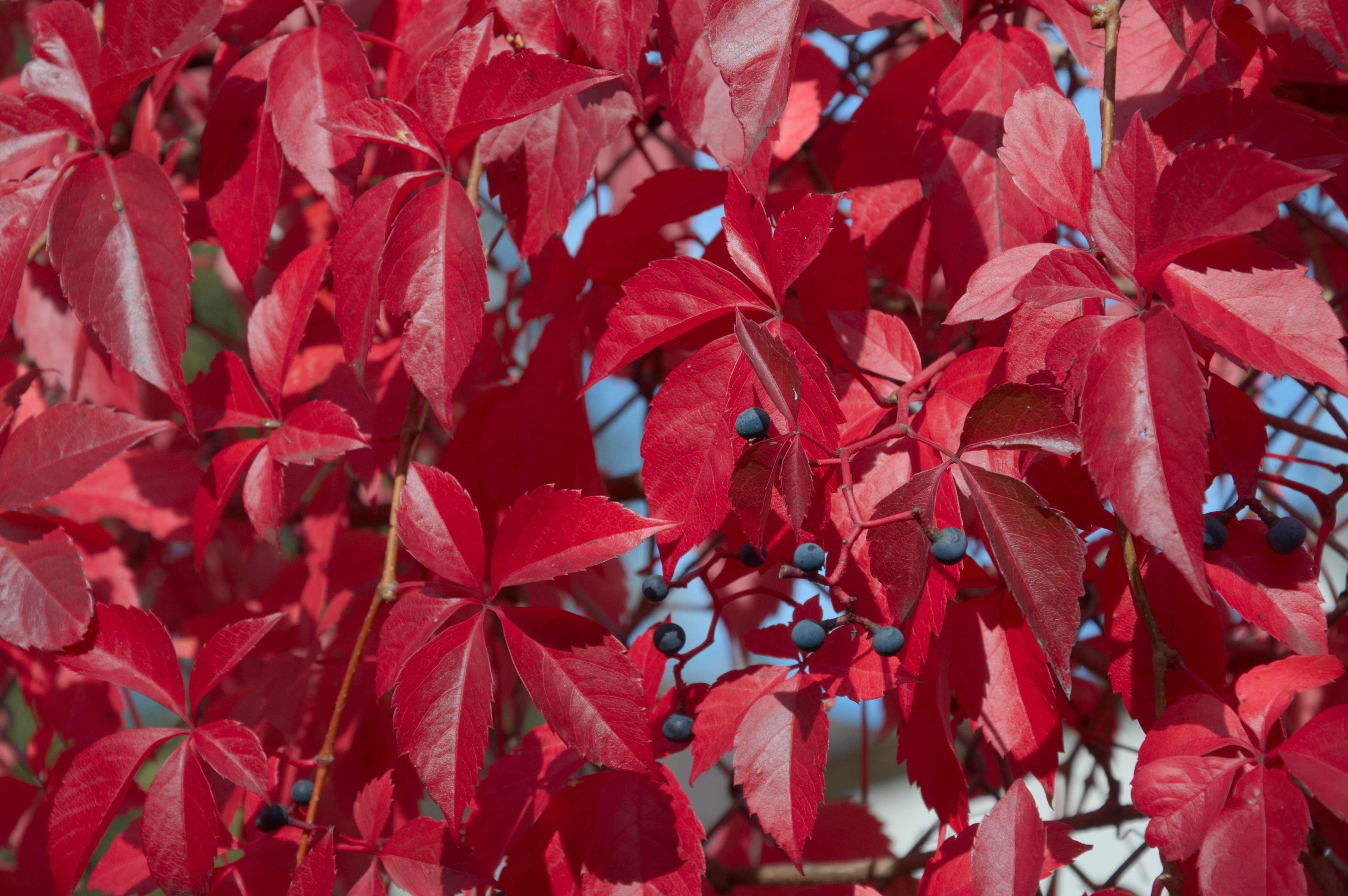 Кустарник с красными листьями название