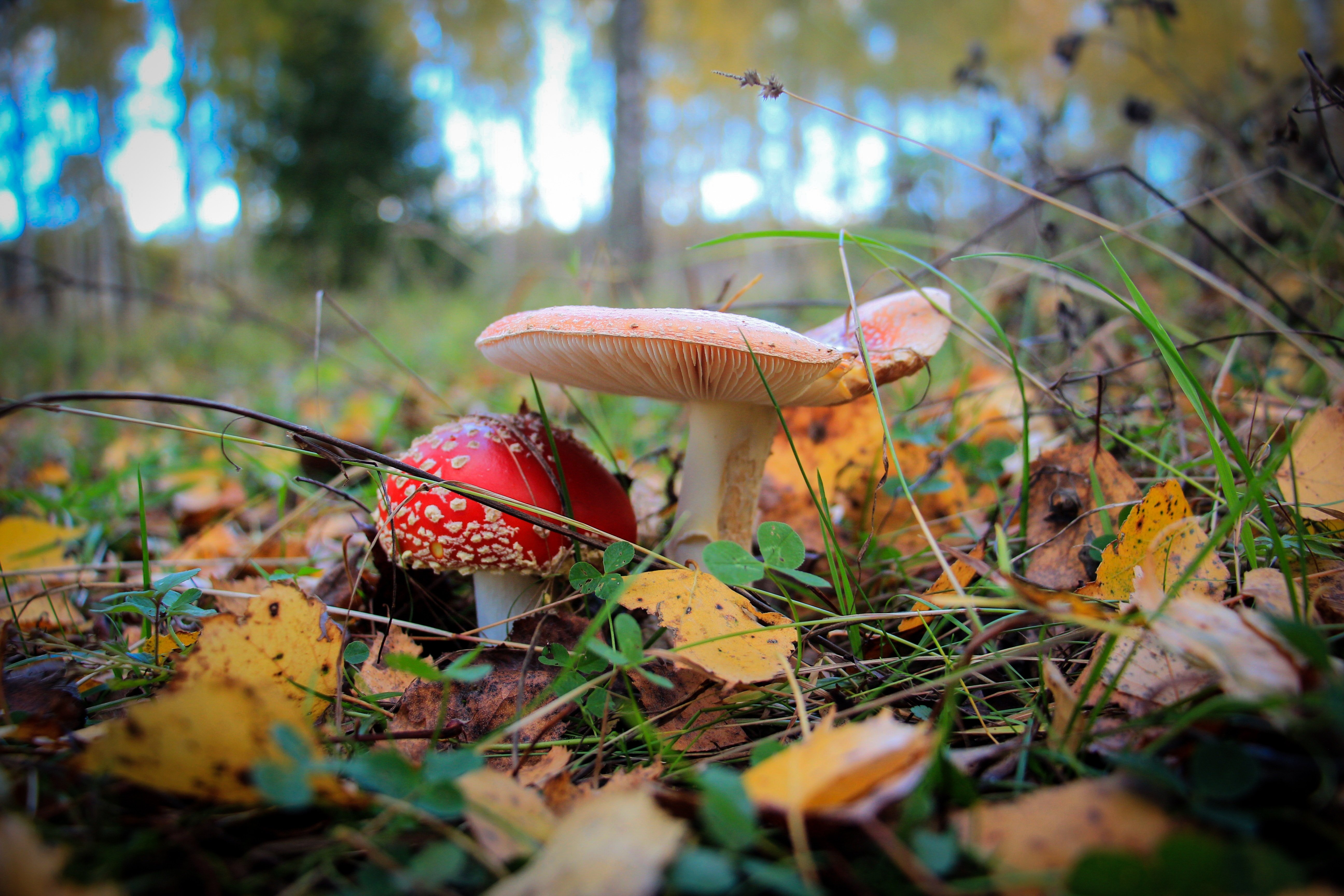 Грибы природа лес. Мухомор желтоножковый. Петяярви грибы. Осенние грибы. Осенний грибной лес.