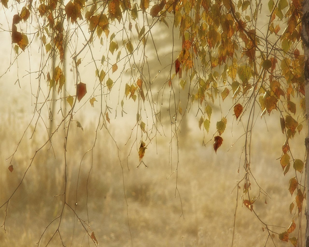 Ива опадают листья. Дождливая осень. Осень дождь. Осень ветер. Осенний ветер фото.