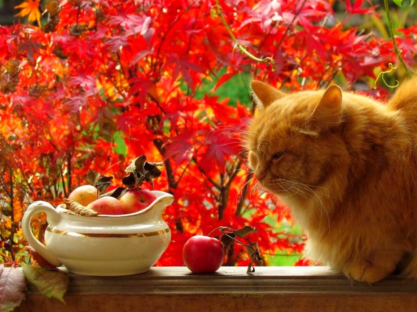 Осенние картинки с добрым. Осеннее настроение. Утро осень. Доброе утро осень. Чудесной осени.