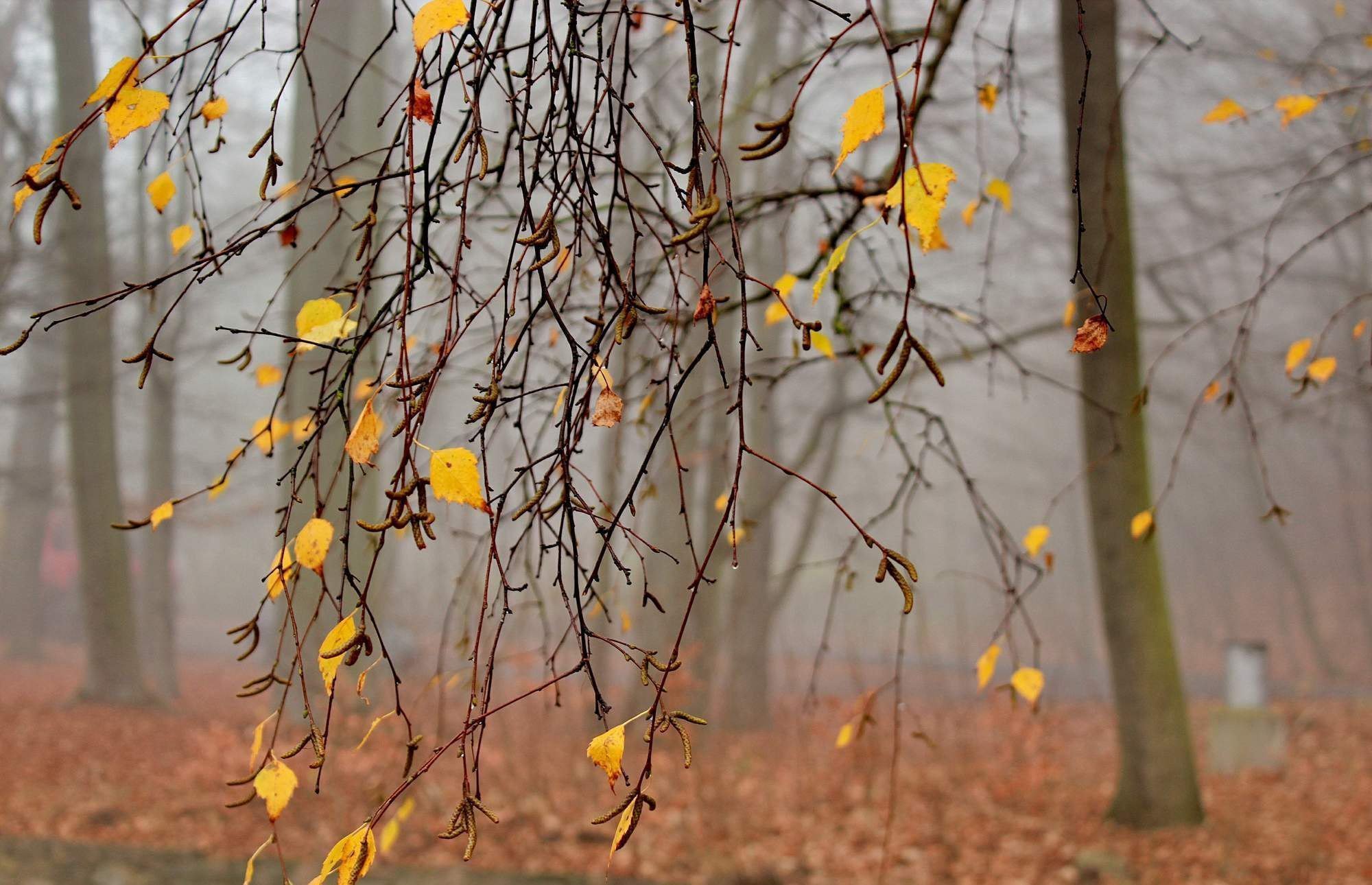 Ноябрьские картинки. Поздняя осень. Деревья поздней осенью. Осенняя ветка. Деревья в ноябре.