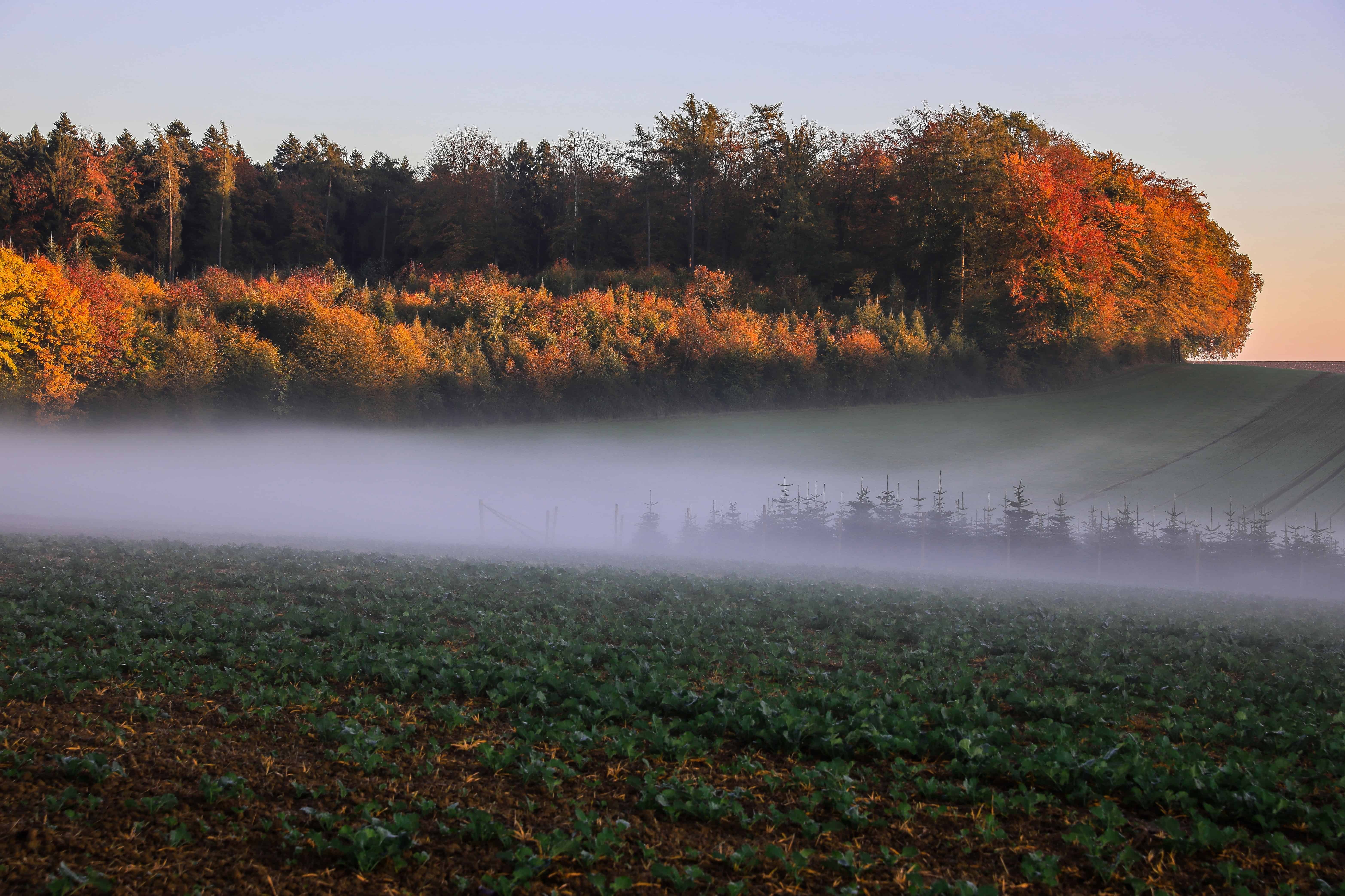 Осенние холодные туманы. Осень туман. Осень туман фото. Осенний туман. Туманный пейзаж.