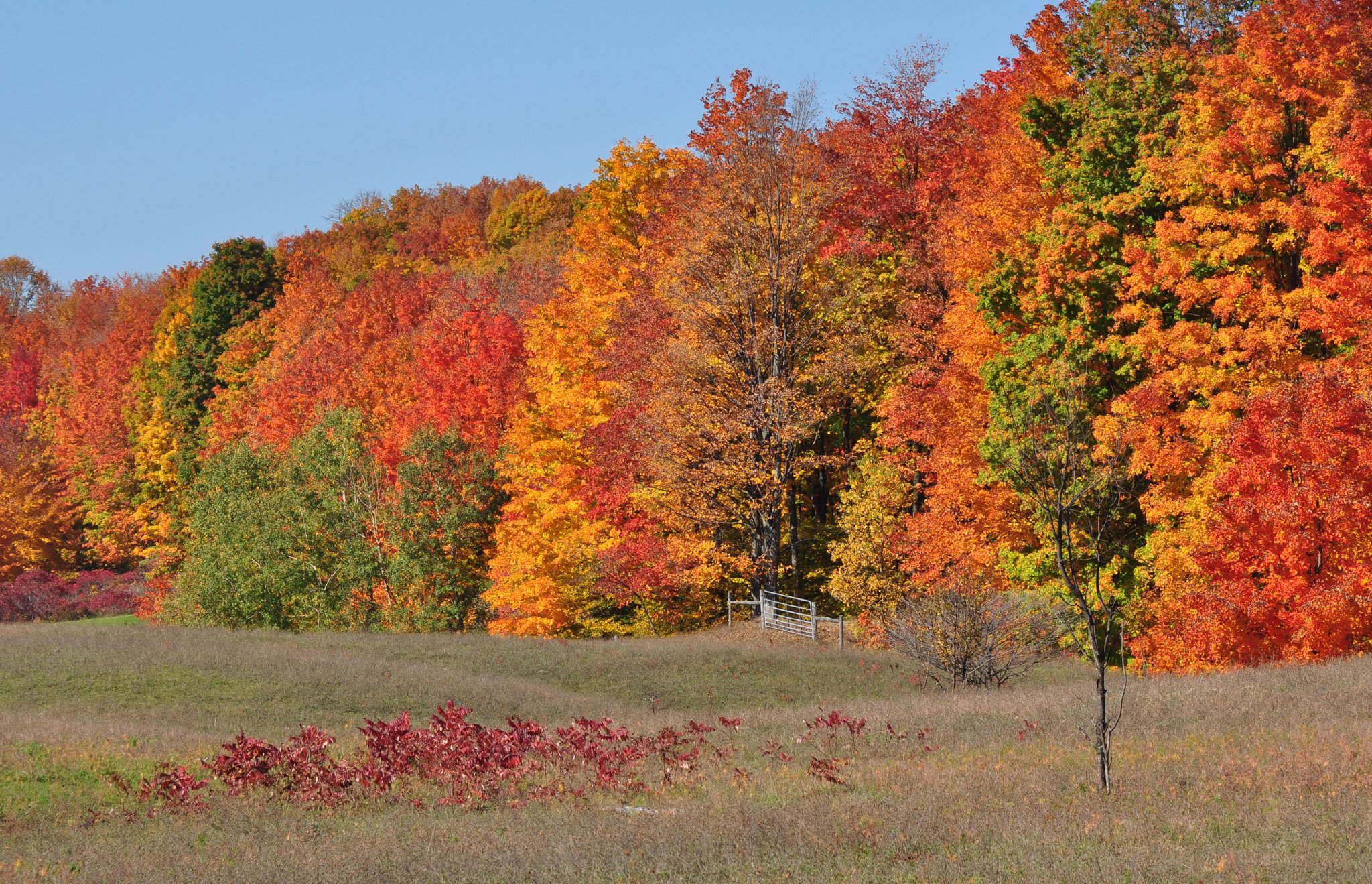 Багряный сентябрь. Осенний лес. Разноцветная осень. Осеннее дерево. Разноцветные деревья осенью.