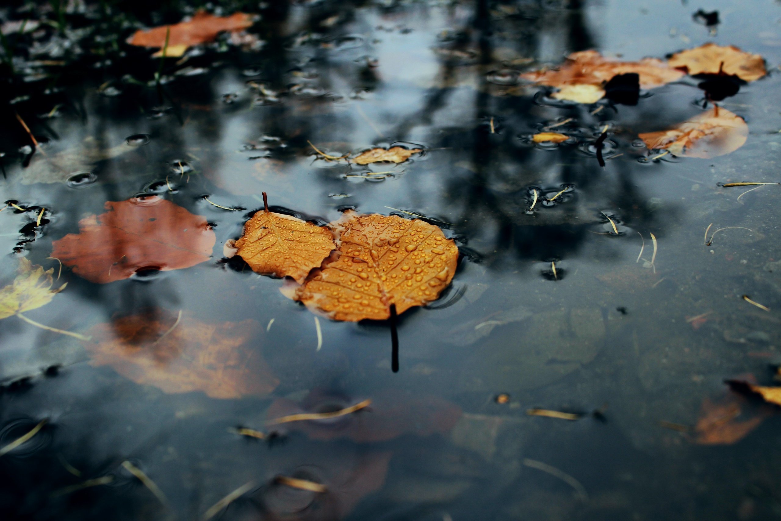 Анализ осенний дождь. Дождливая осень. Осень лужи. Осень дождь. Осенние листья в луже.