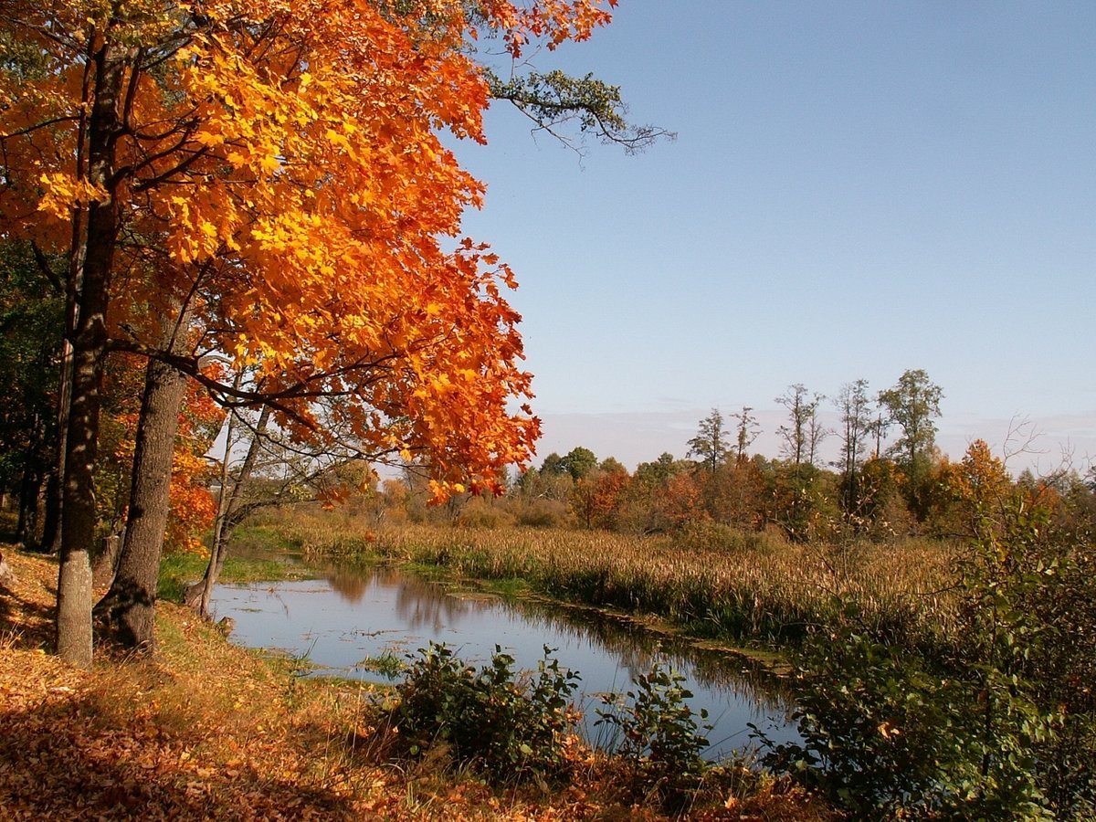 Осенний пейзаж с кленом