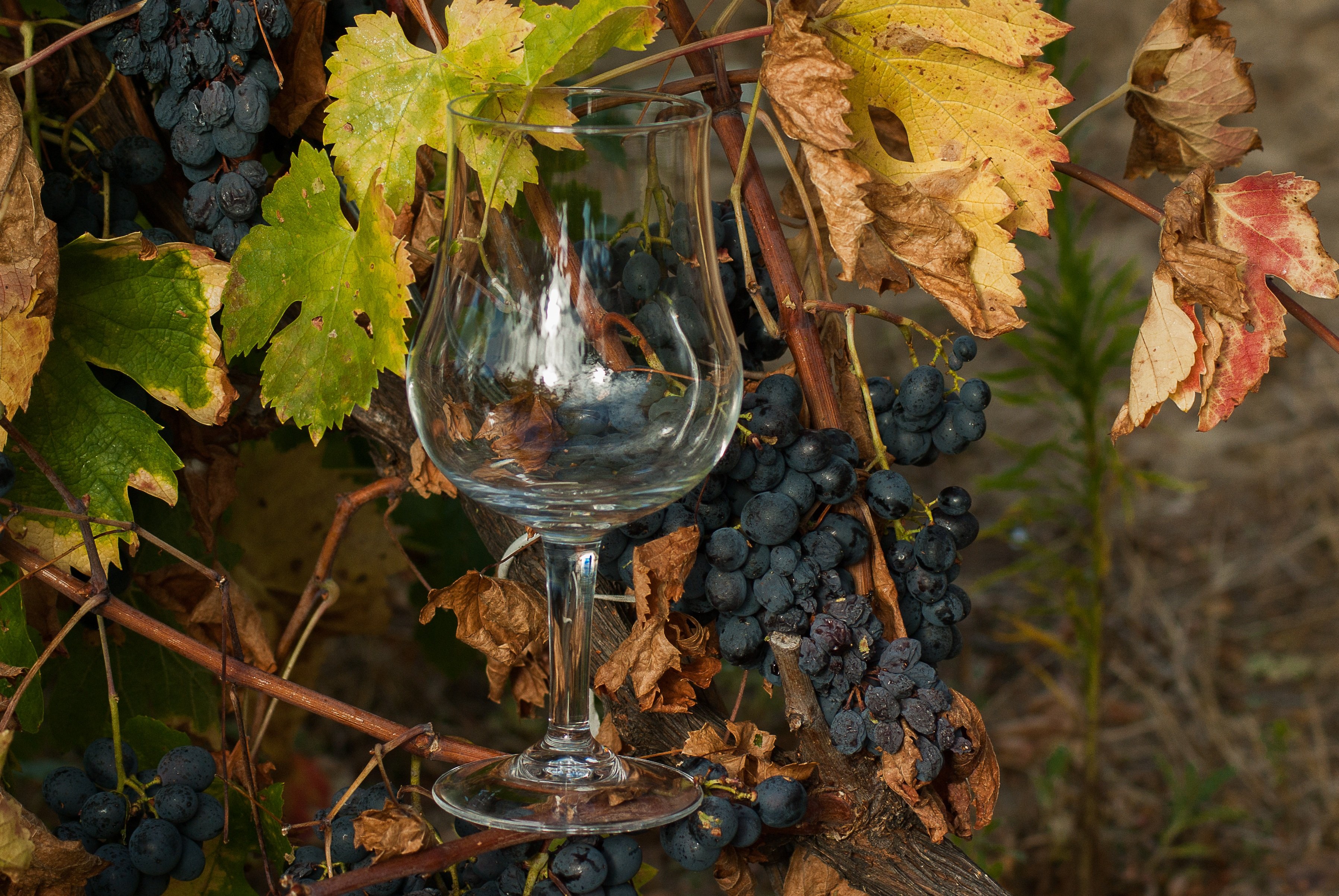 Виноградное вино с травами. Виноград дерево Виноградарь. Виноградная лоза жатва. Осенний виноград. Лоза винограда.