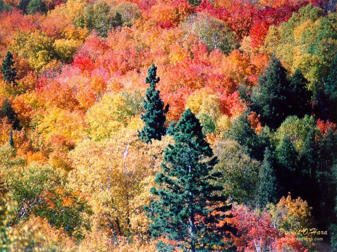 Вот и пришла разноцветная осень. Терем расписной лиловый золотой багряный. Осенний лес золотой багряный. Лес осенний- Терем расписной. Осенний лес лиловый золотой багряный.