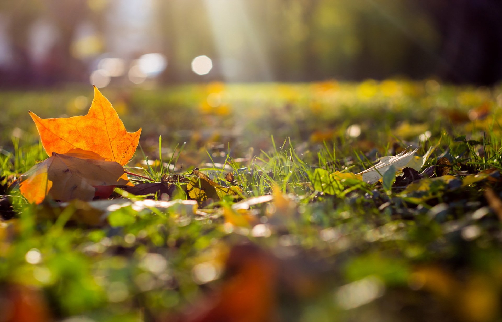 Осень позитивные картинки. Обои осень. Тёплая осень. Обои на рабочий стол осень. Осенние листья природа.