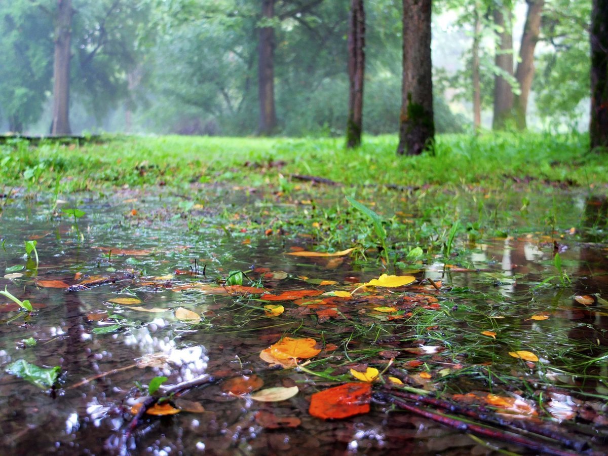 Дождь в лесу стих. Лес после дождя. Осень дождь. Природа дождь. Осенний лес после дождя.