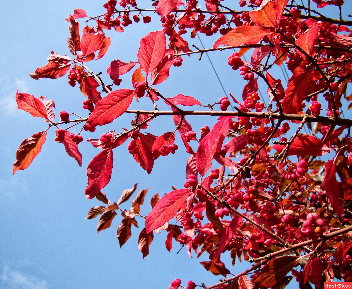 Листья бересклета осенью - 44 фото