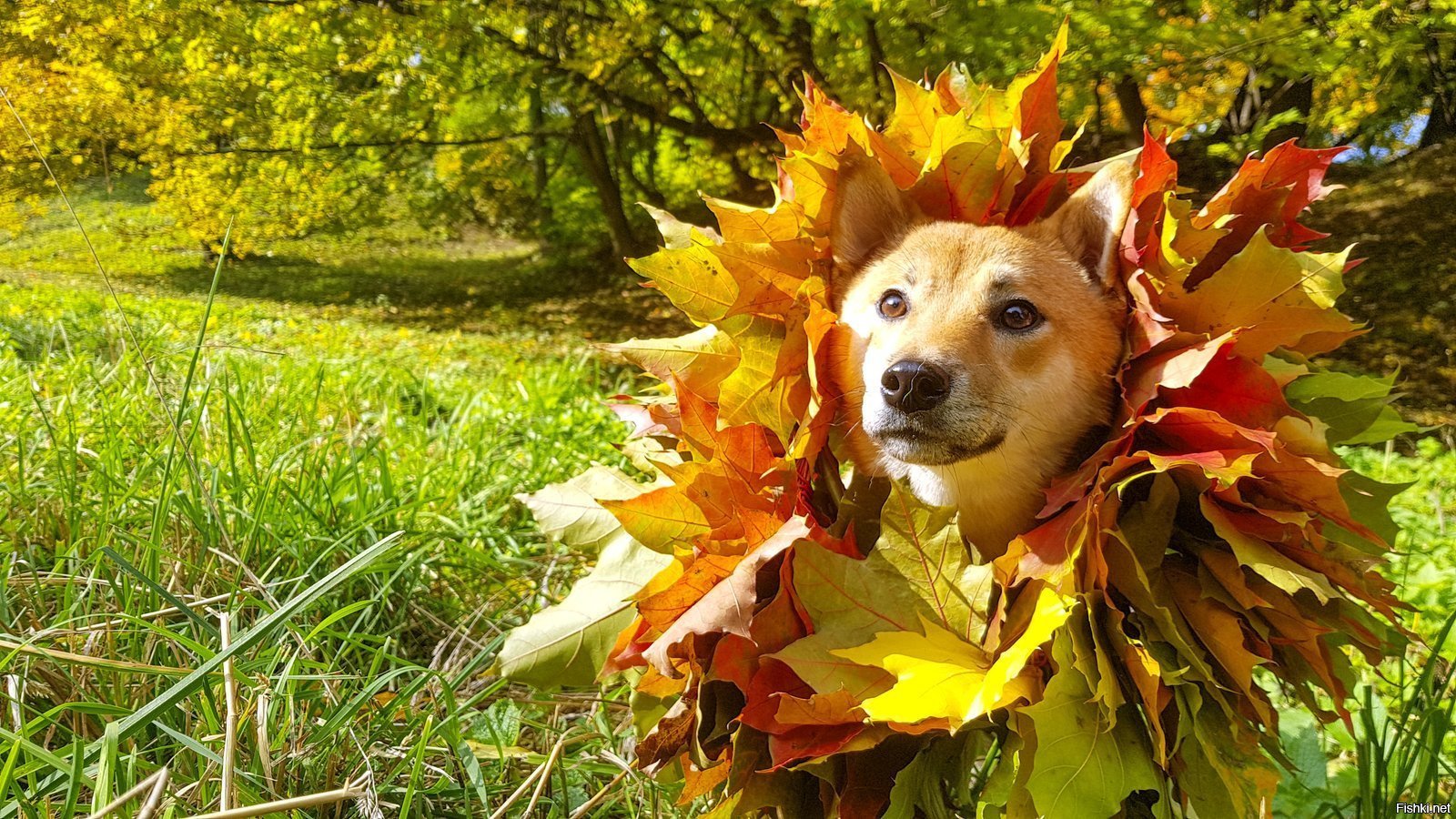 Осень позитивные картинки. Приколы про осень. Приколы про осеннее настроение. Осеннее настроение юмор. Осеннее настроение животные.