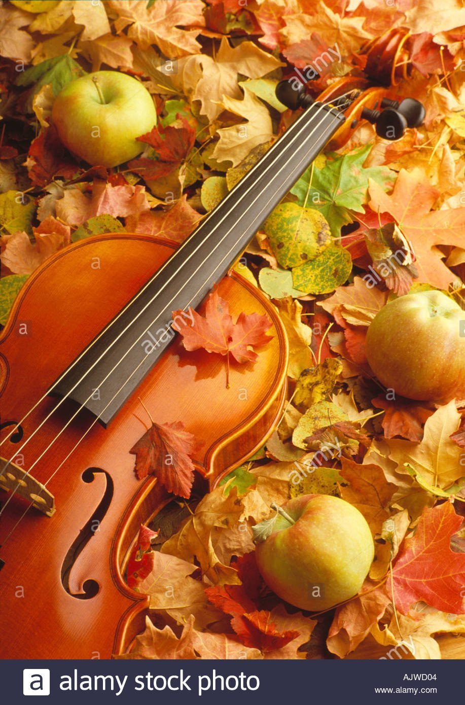 Осенние скрипки. Скрипка осень. Музыкальный пейзаж. Скрипка в осенней листве. Музыкальные инструменты осень.