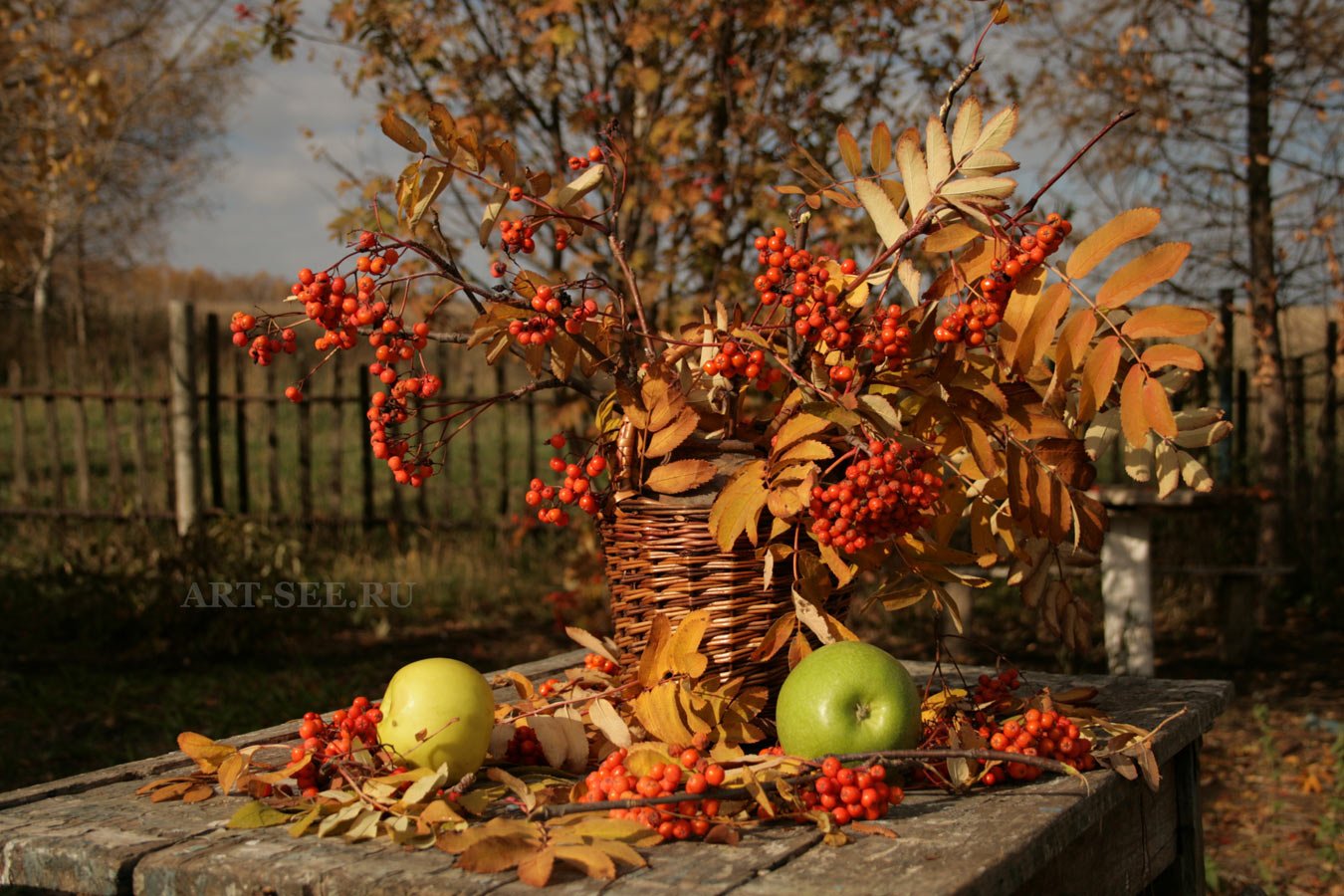 Осенний сад яблоки. Осенний сад. Осень в саду. Рябина в осеннем саду. Рябина осенью.