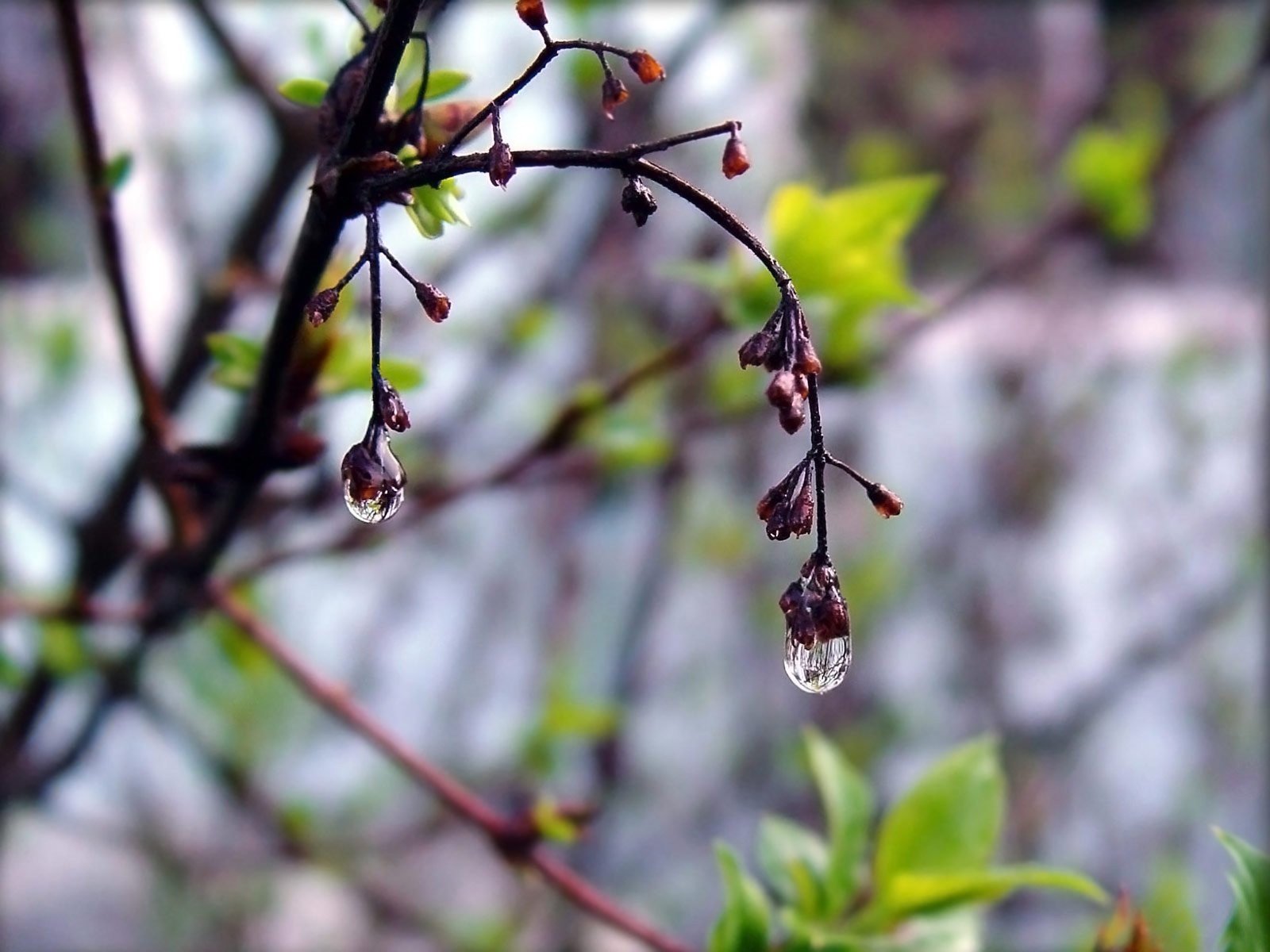 Весенние капли дождя. Тополь лавролистный сережки. Весенняя природа. Апрель природа.