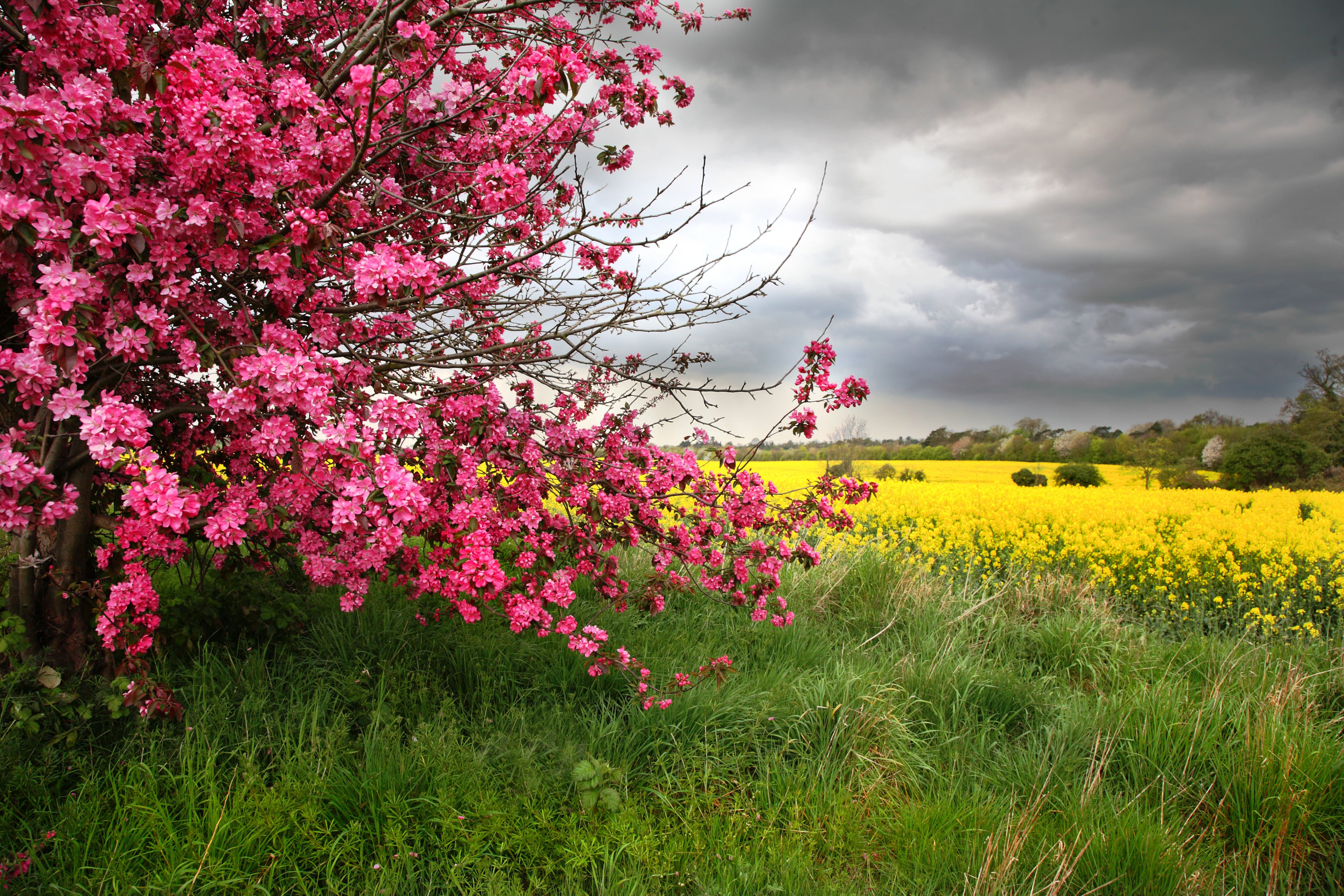 Spring tree. Весенняя природа. Цветущие деревья. Цветущие сады. Цветущее поле.